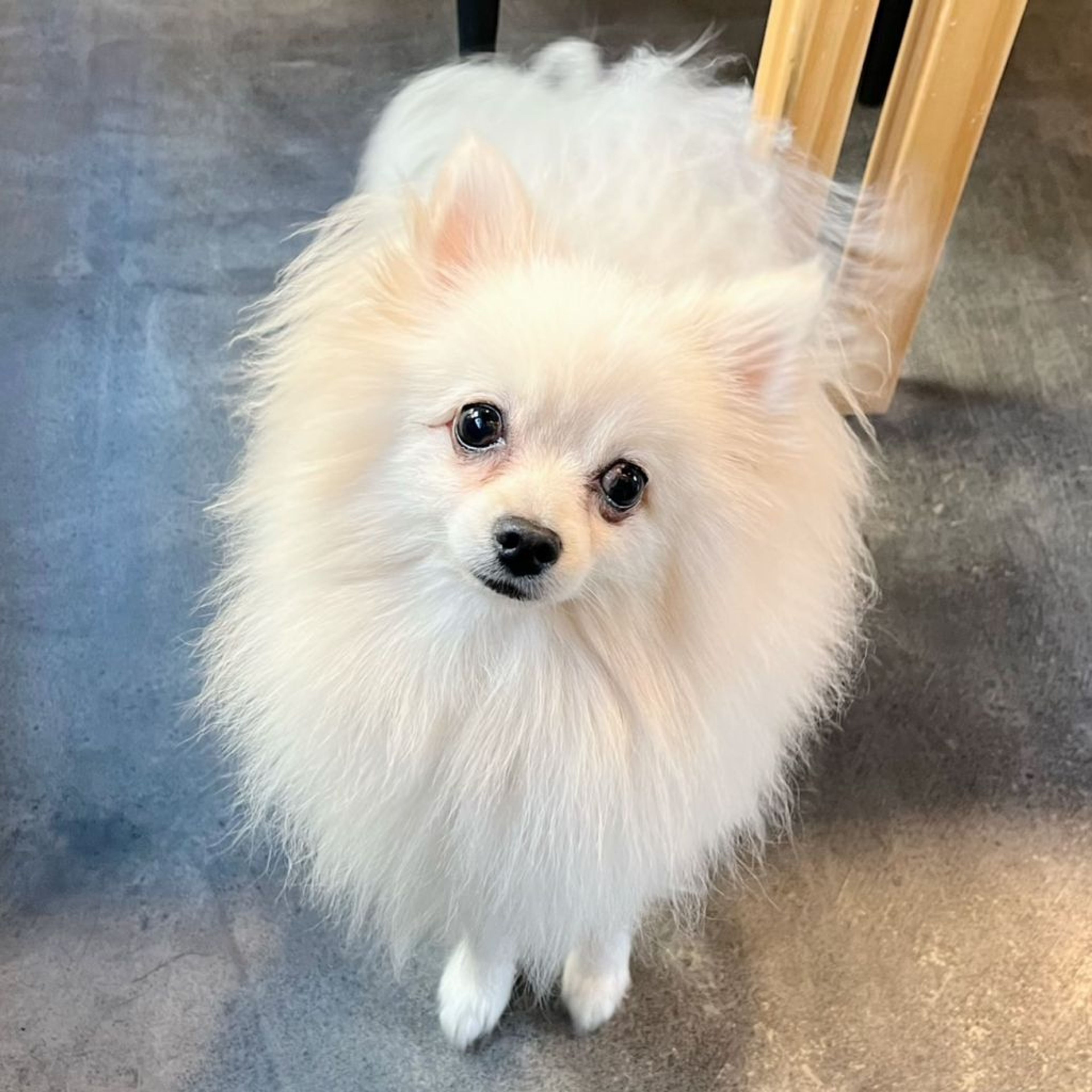 pet-image-3