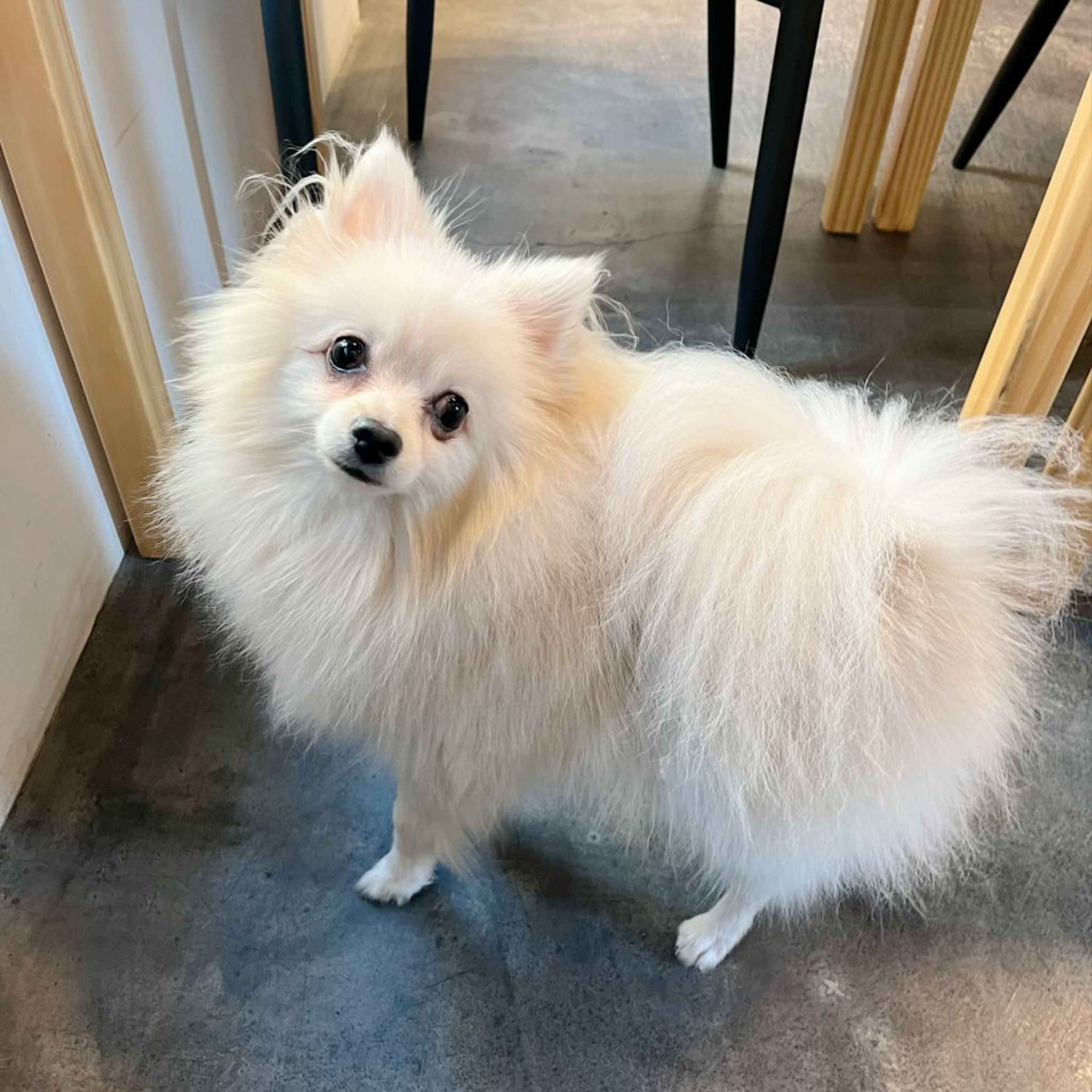 pet-image-4