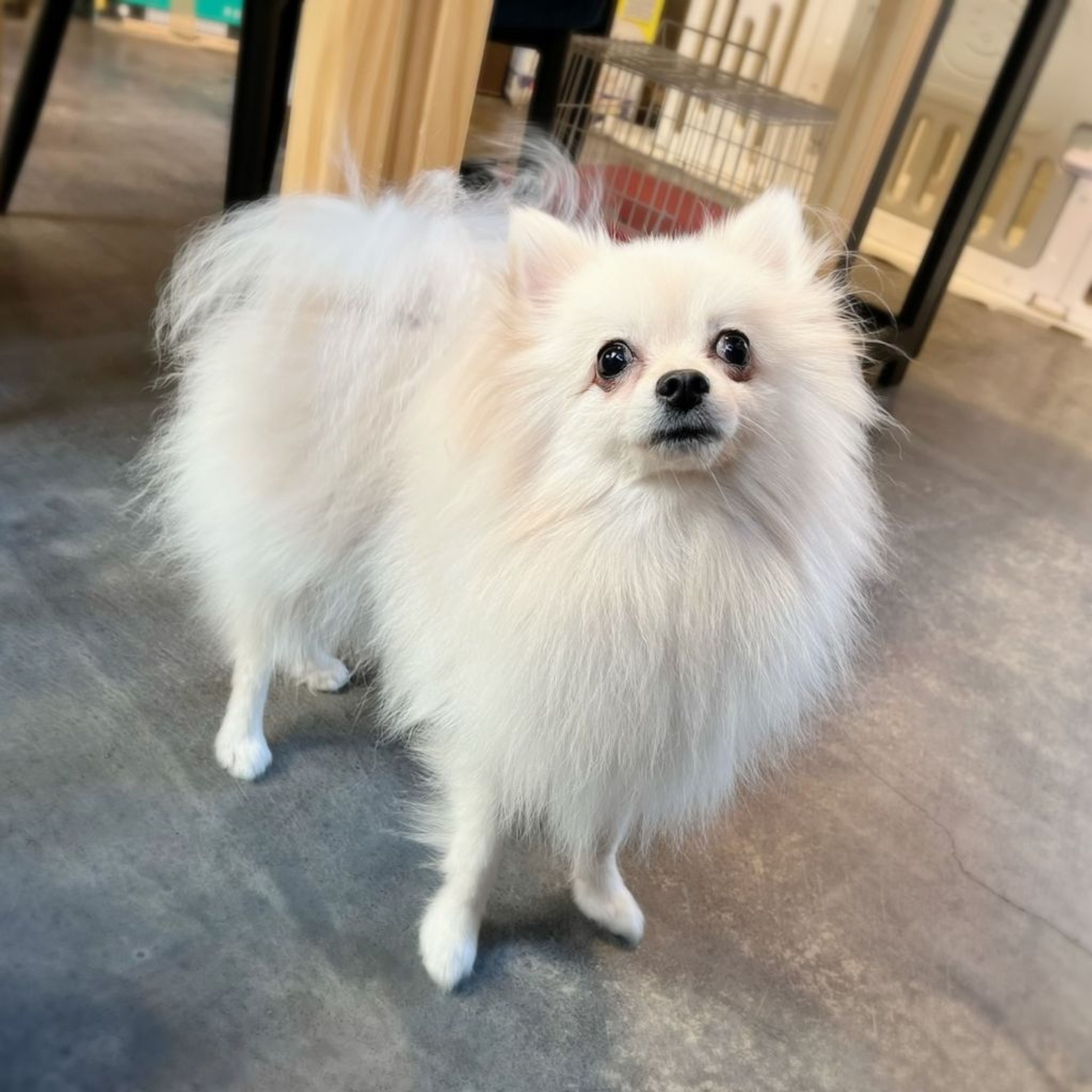 pet-image-5