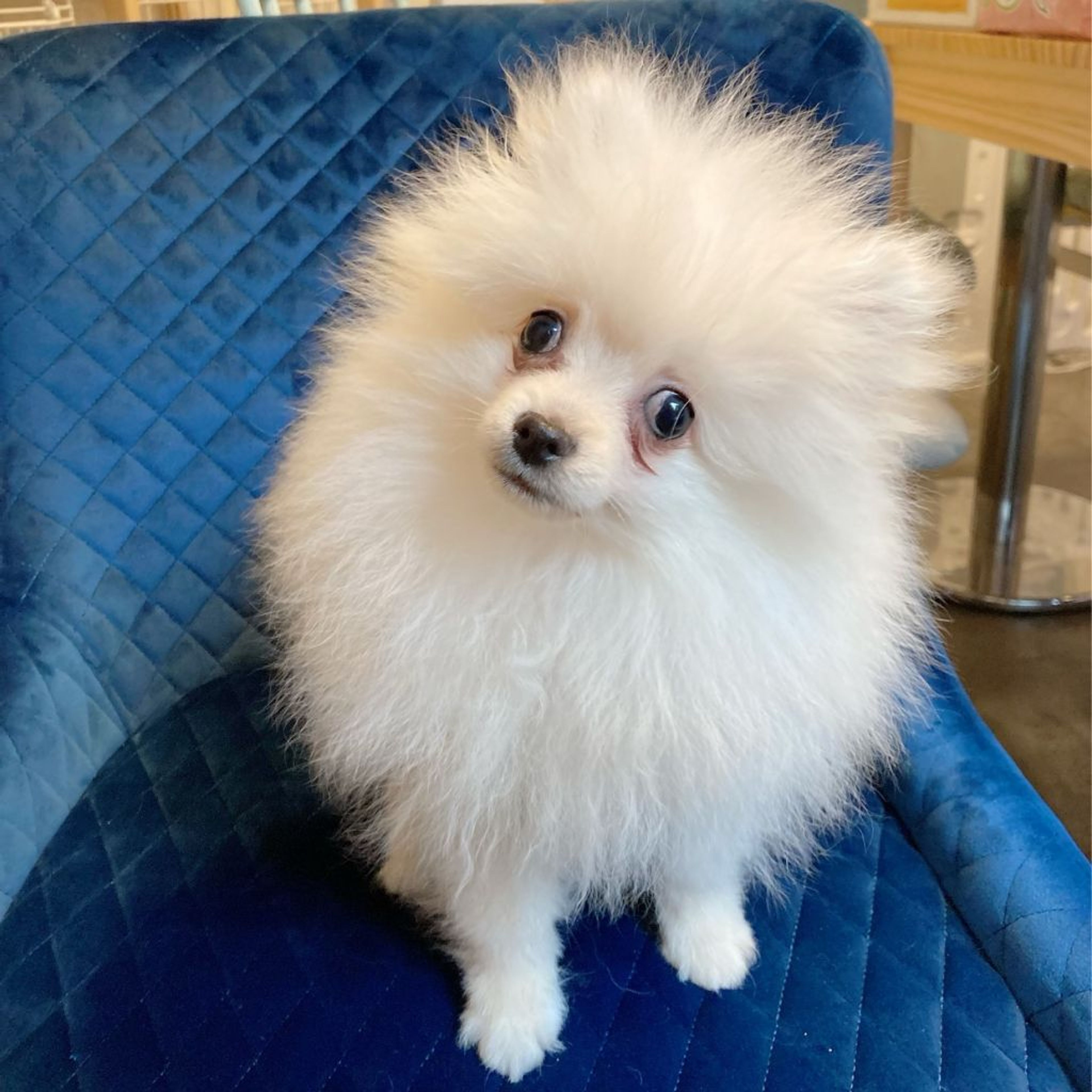 pet-image-6