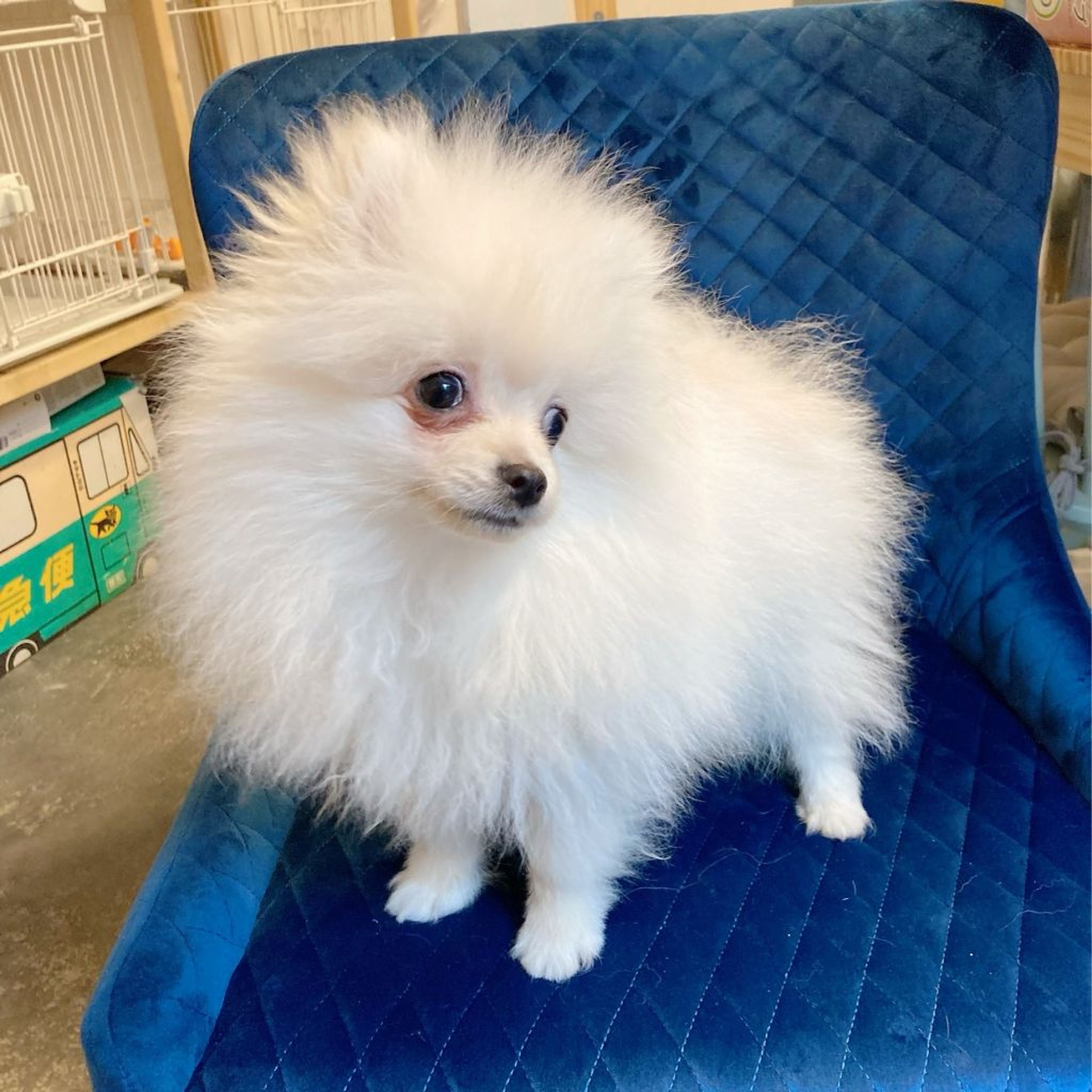 pet-image-7