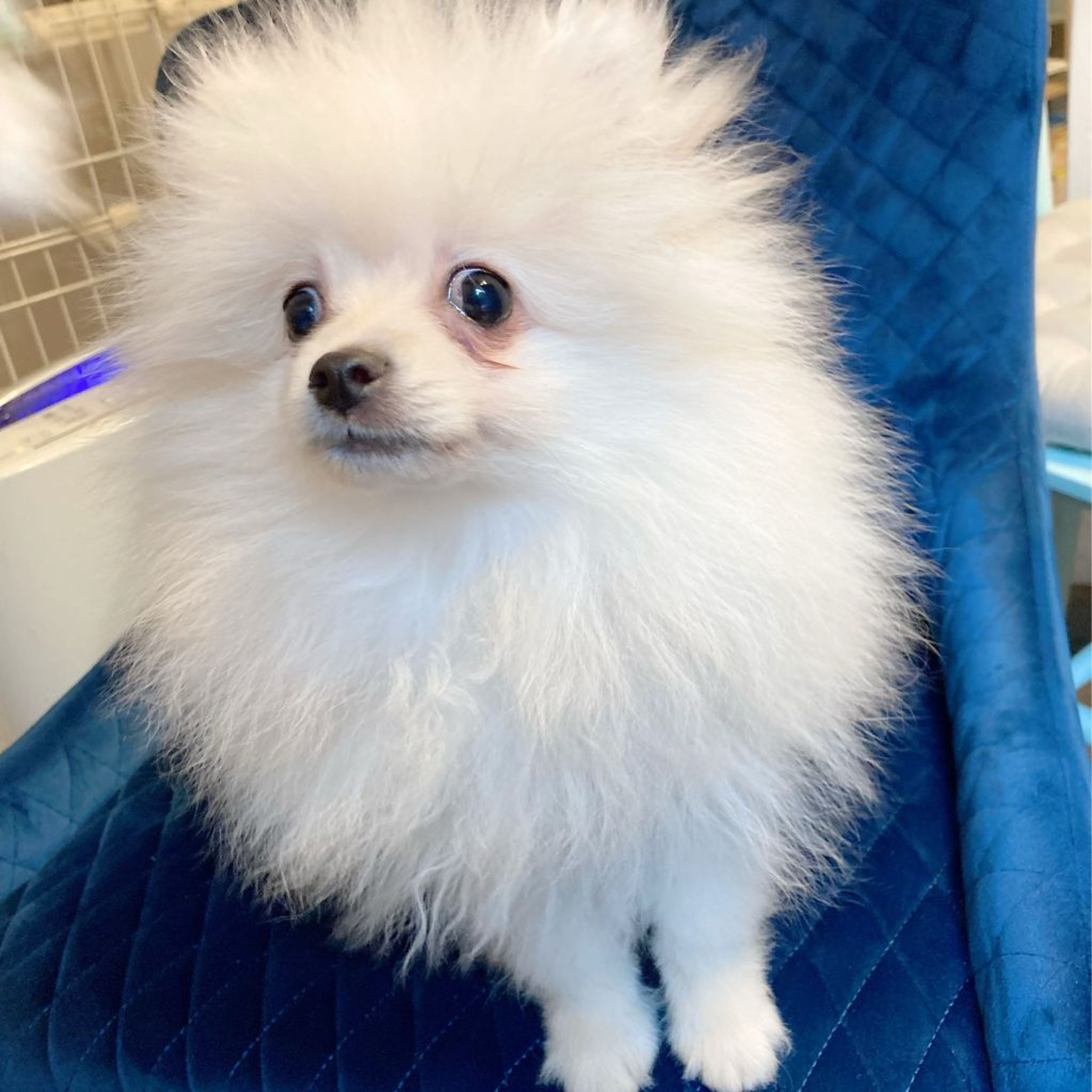 pet-image-8