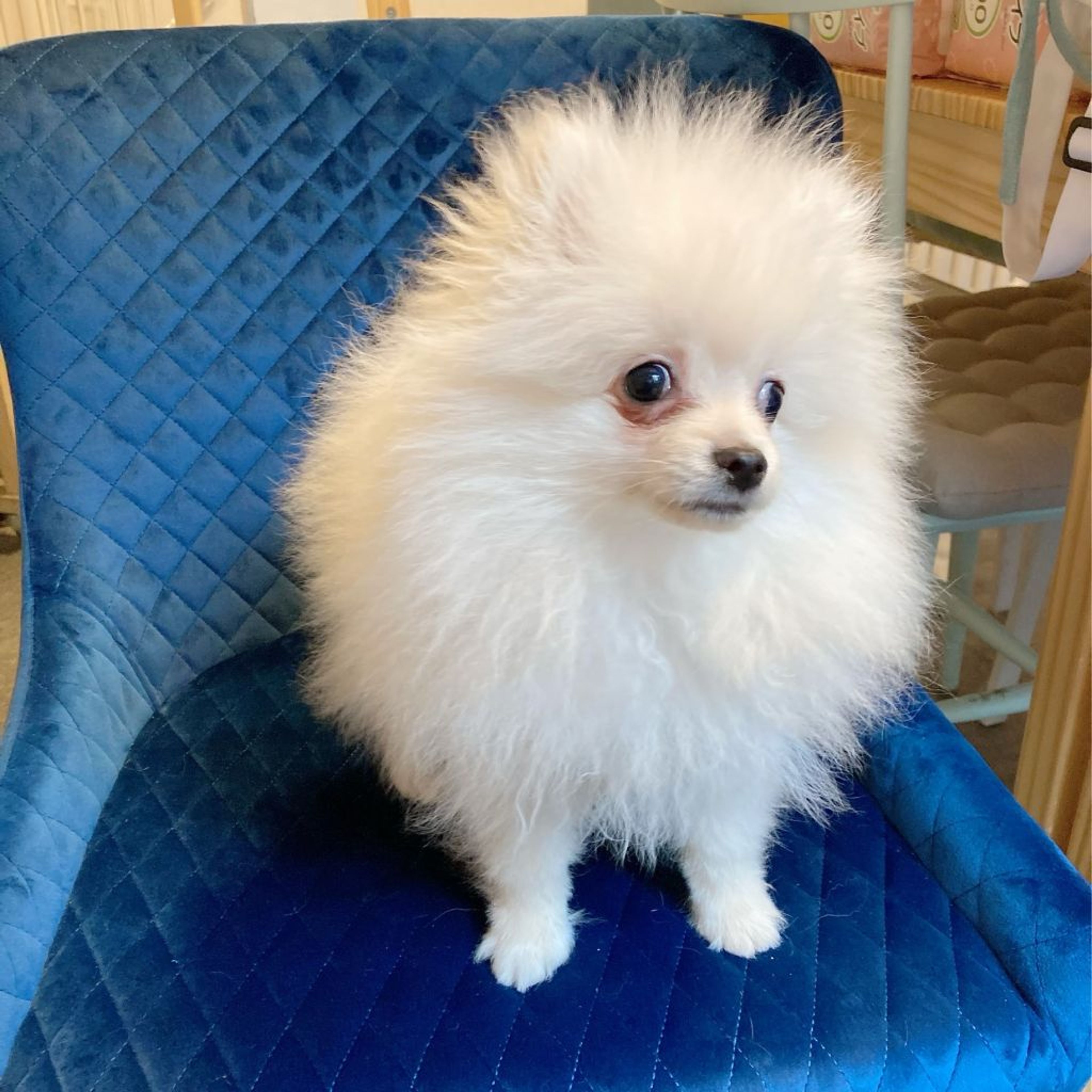 pet-image-9