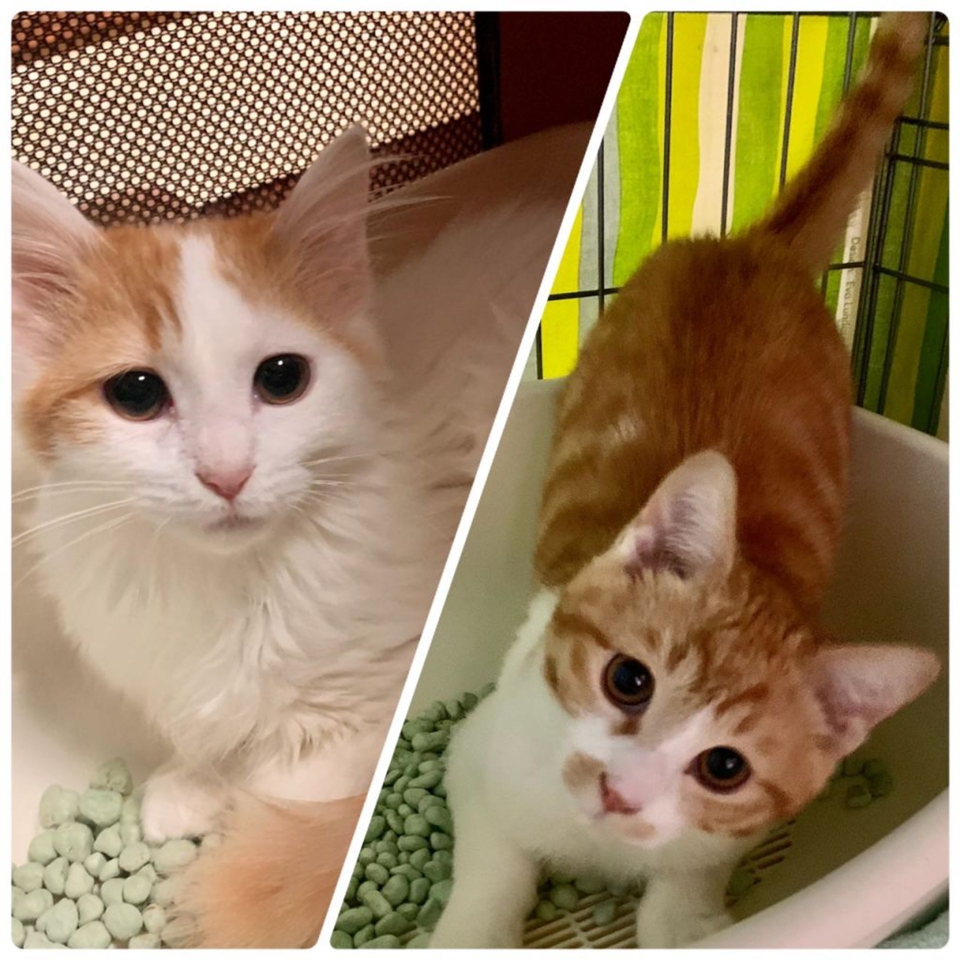 日本猫・メスの里親募集の写真