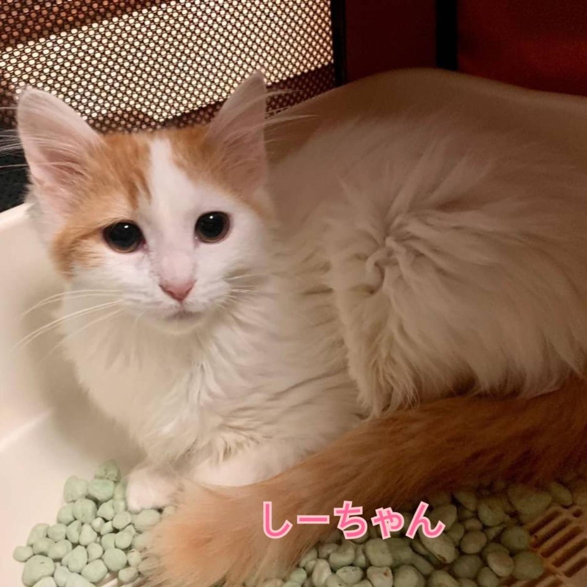 pet-image-2