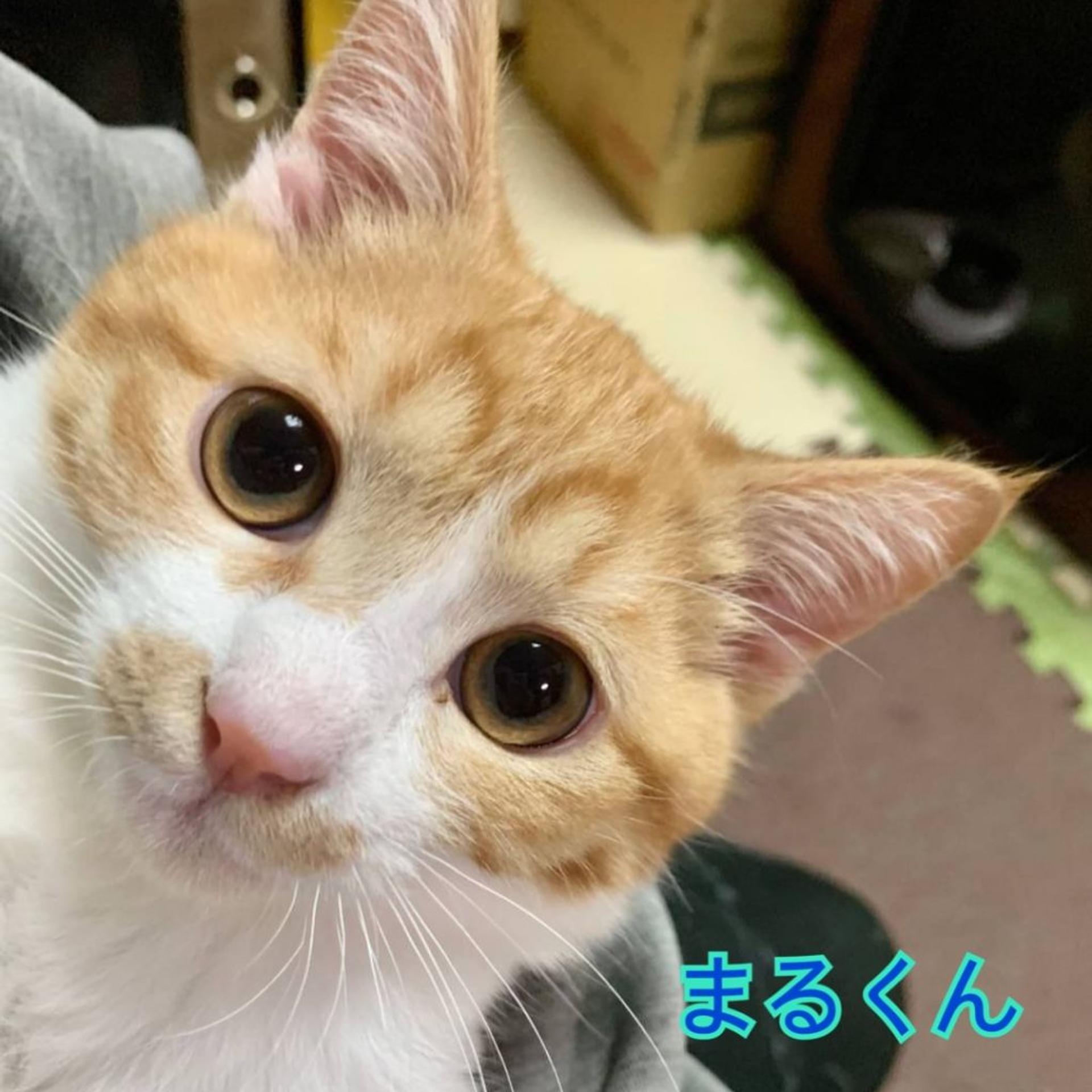 pet-image-3
