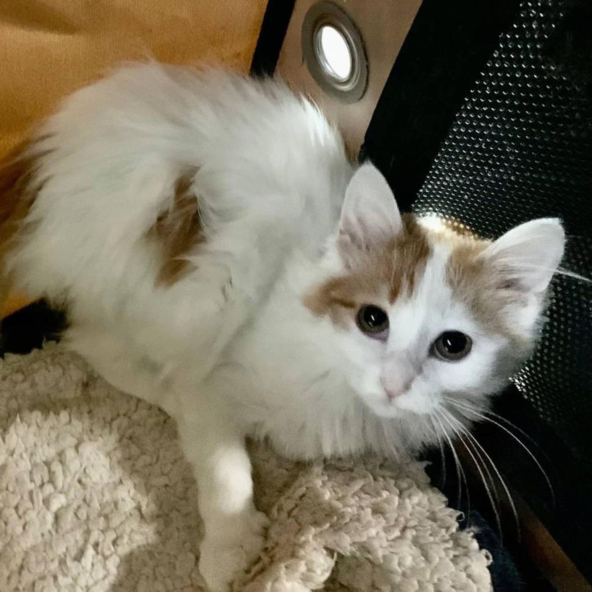 pet-image-5