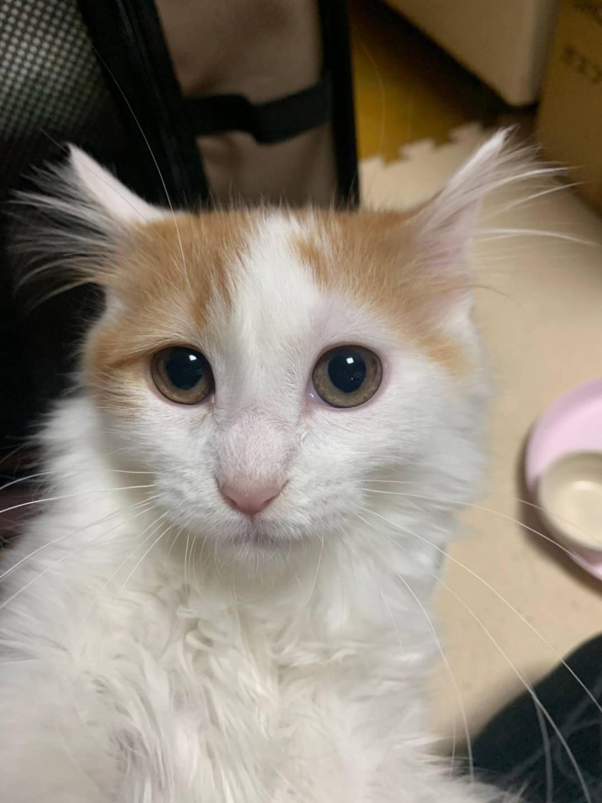 pet-image-6