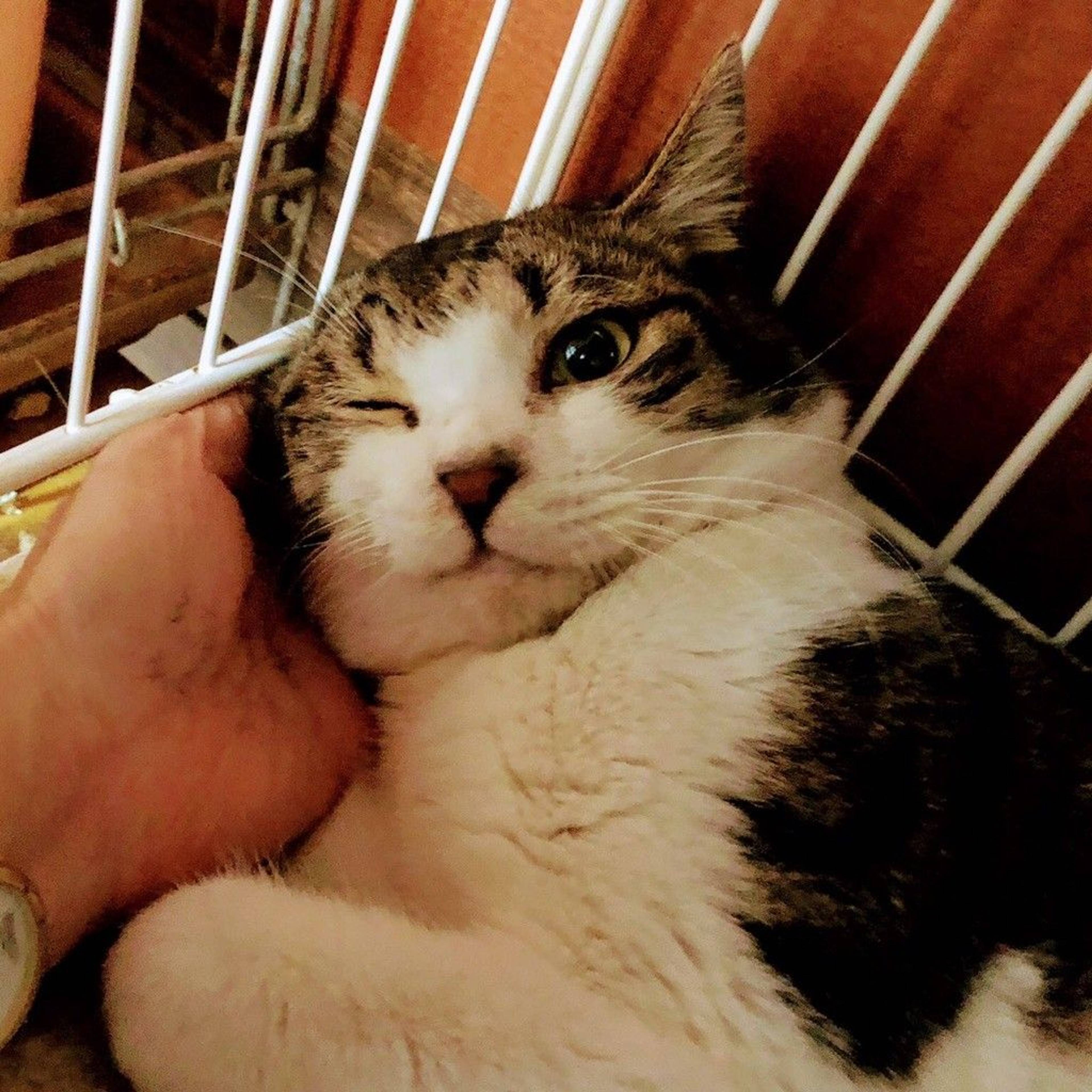 雑種（ミックス猫）・オスの里親募集の写真