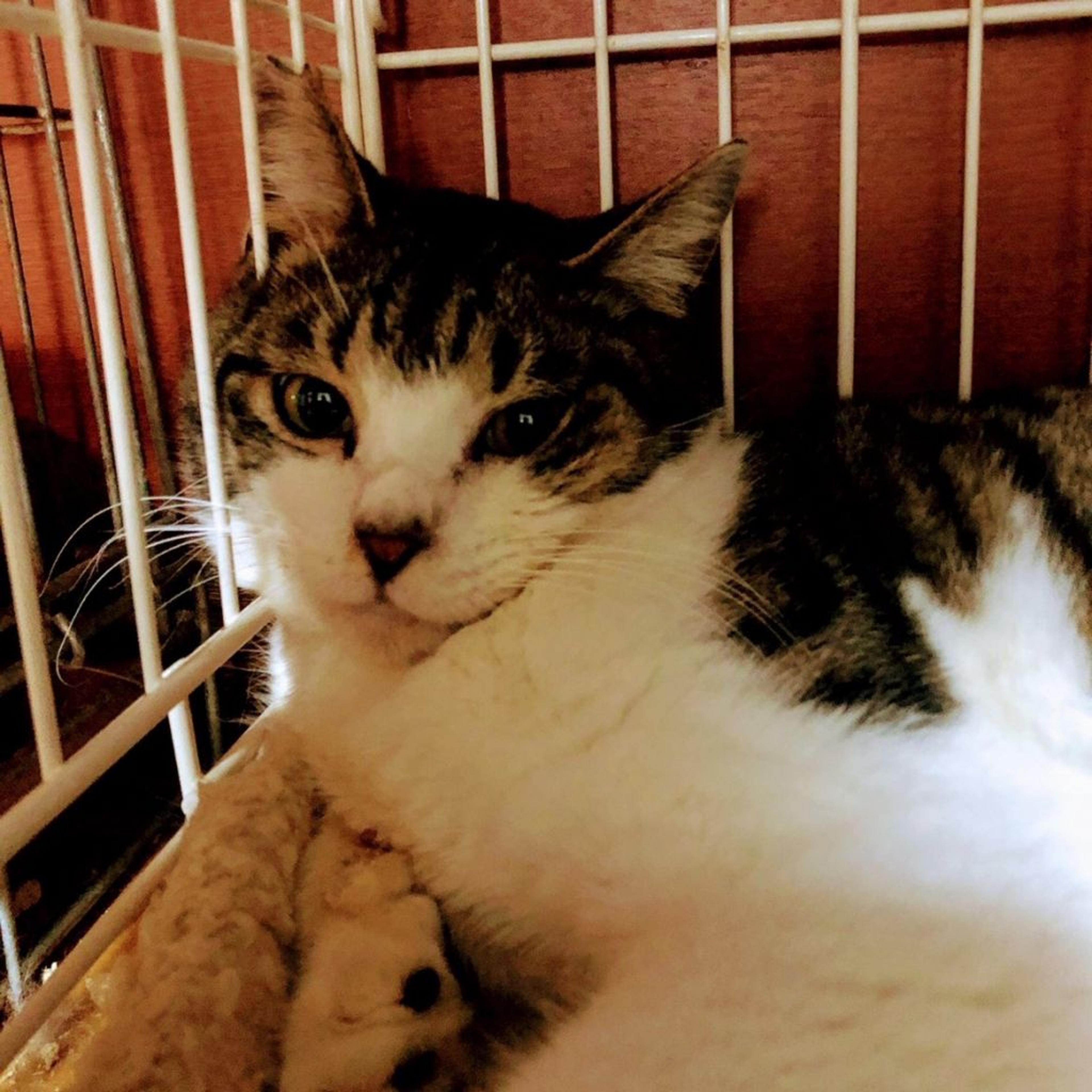 pet-image-2