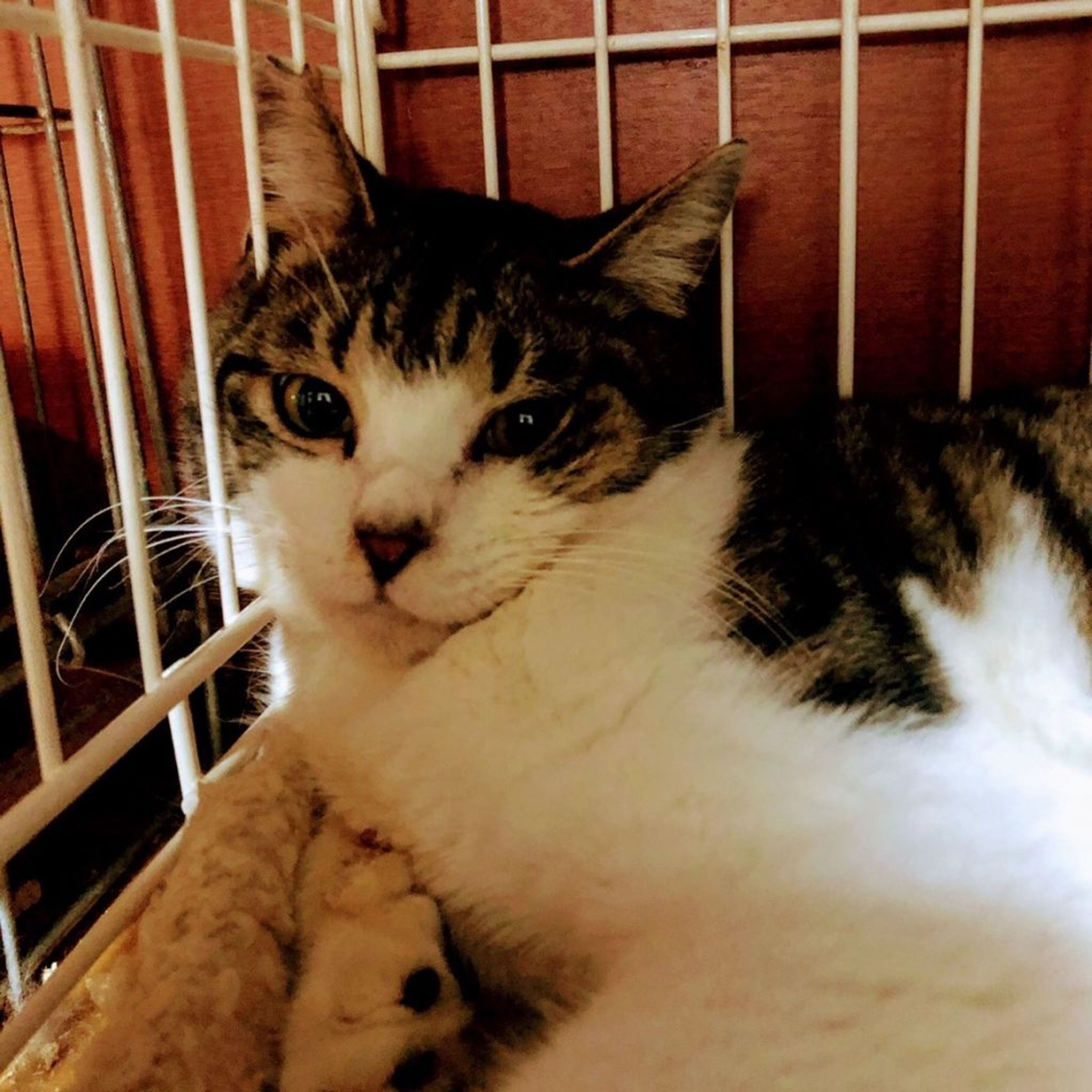 pet-image-2
