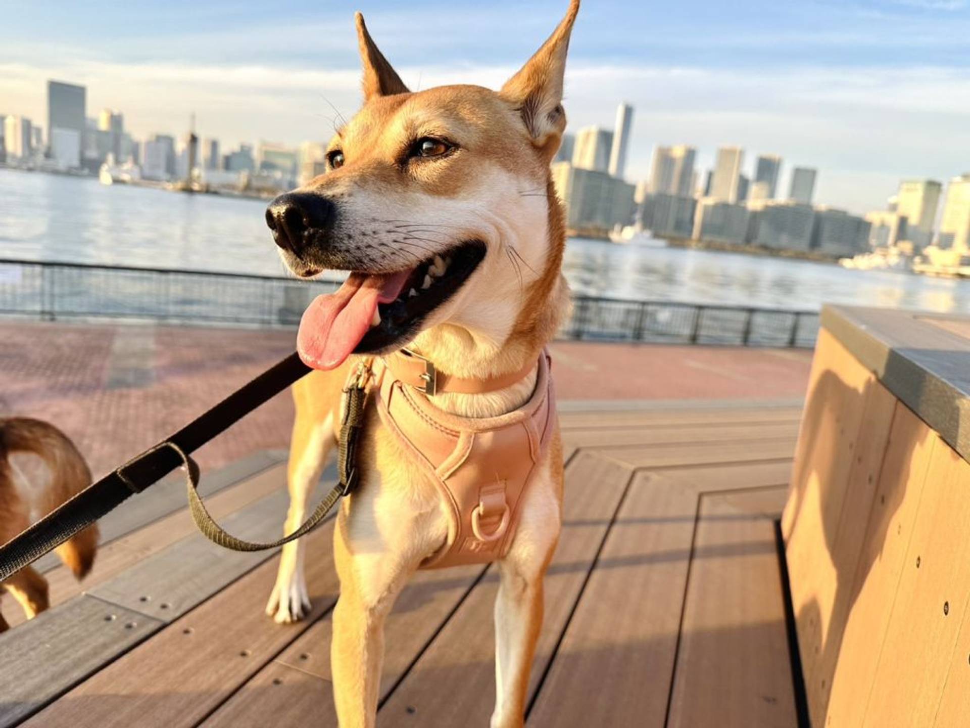 雑種（ミックス犬）・メスの里親募集の写真