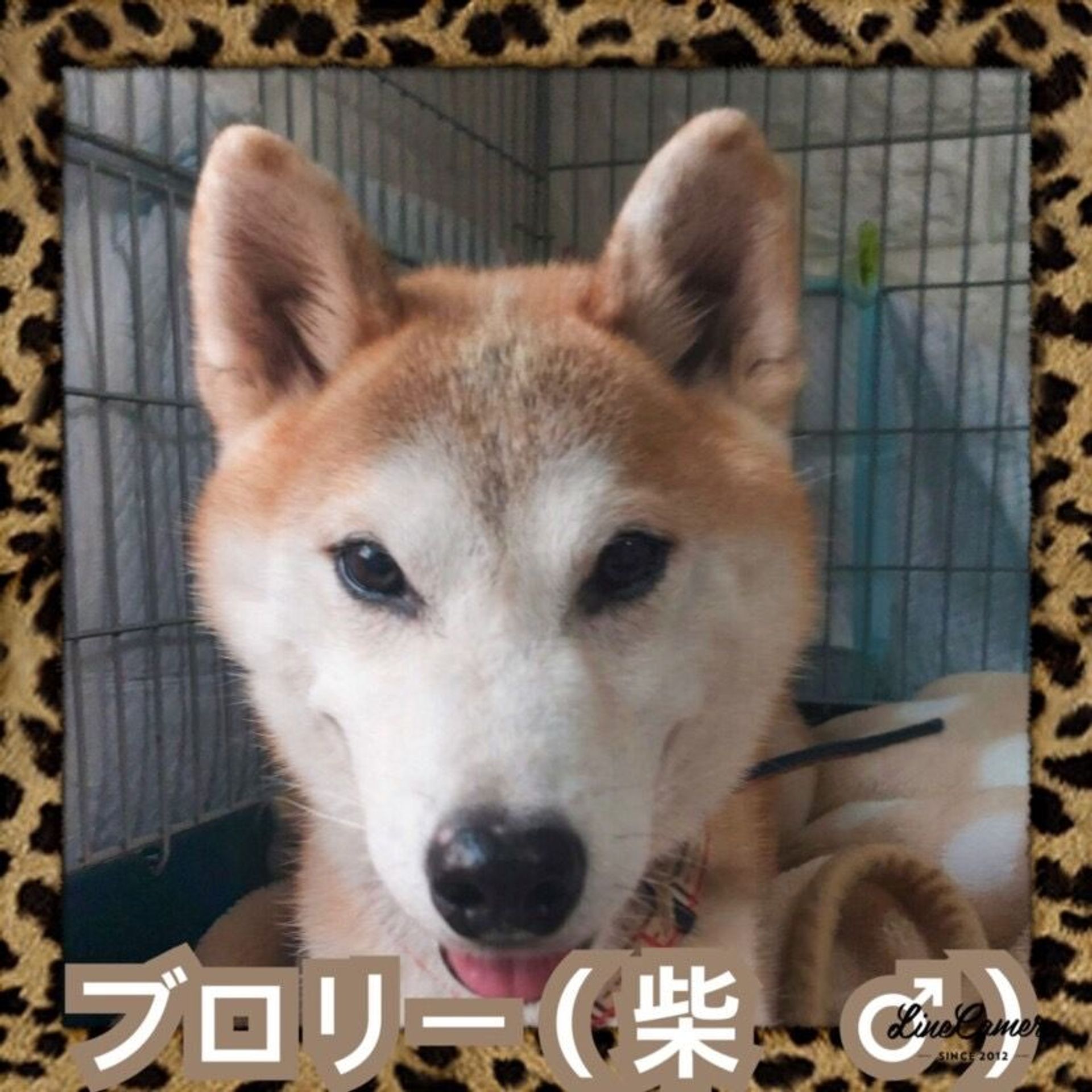 柴犬・オスの里親募集の写真