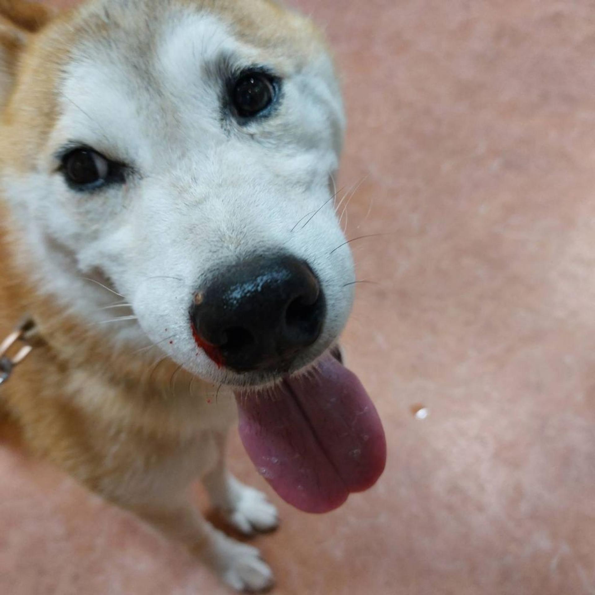 pet-image-3