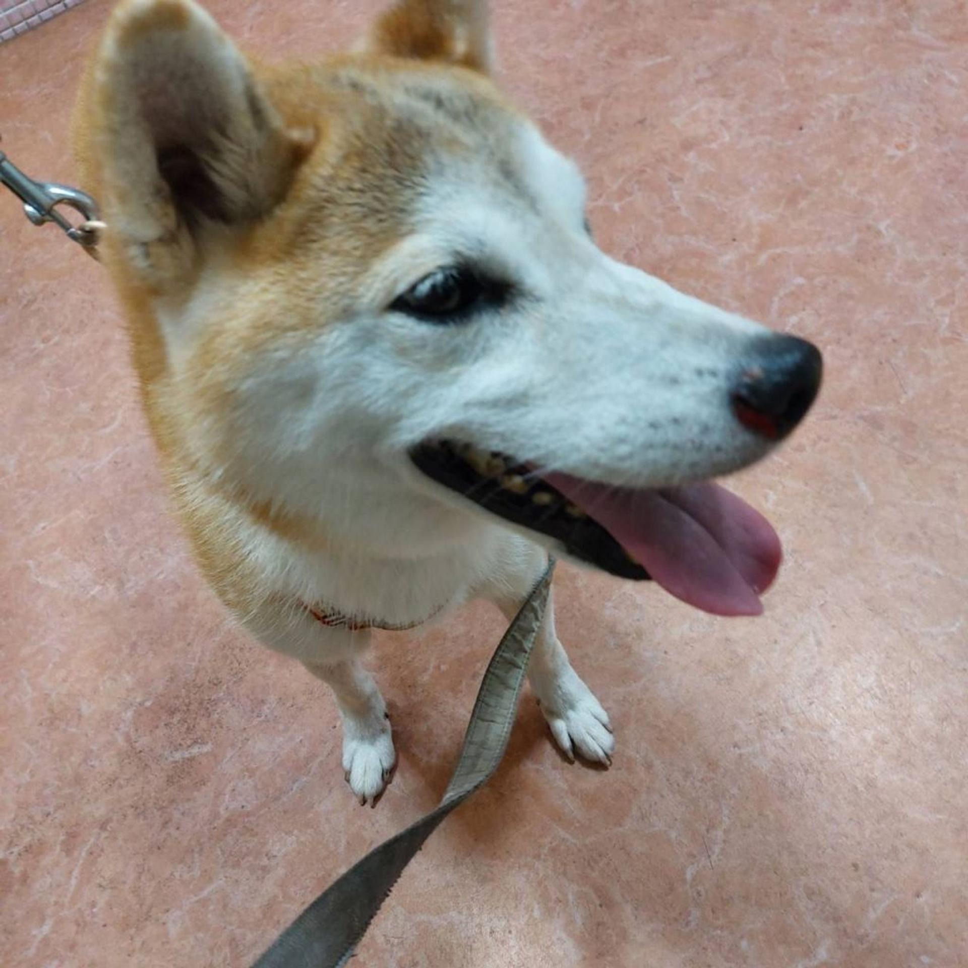 pet-image-4