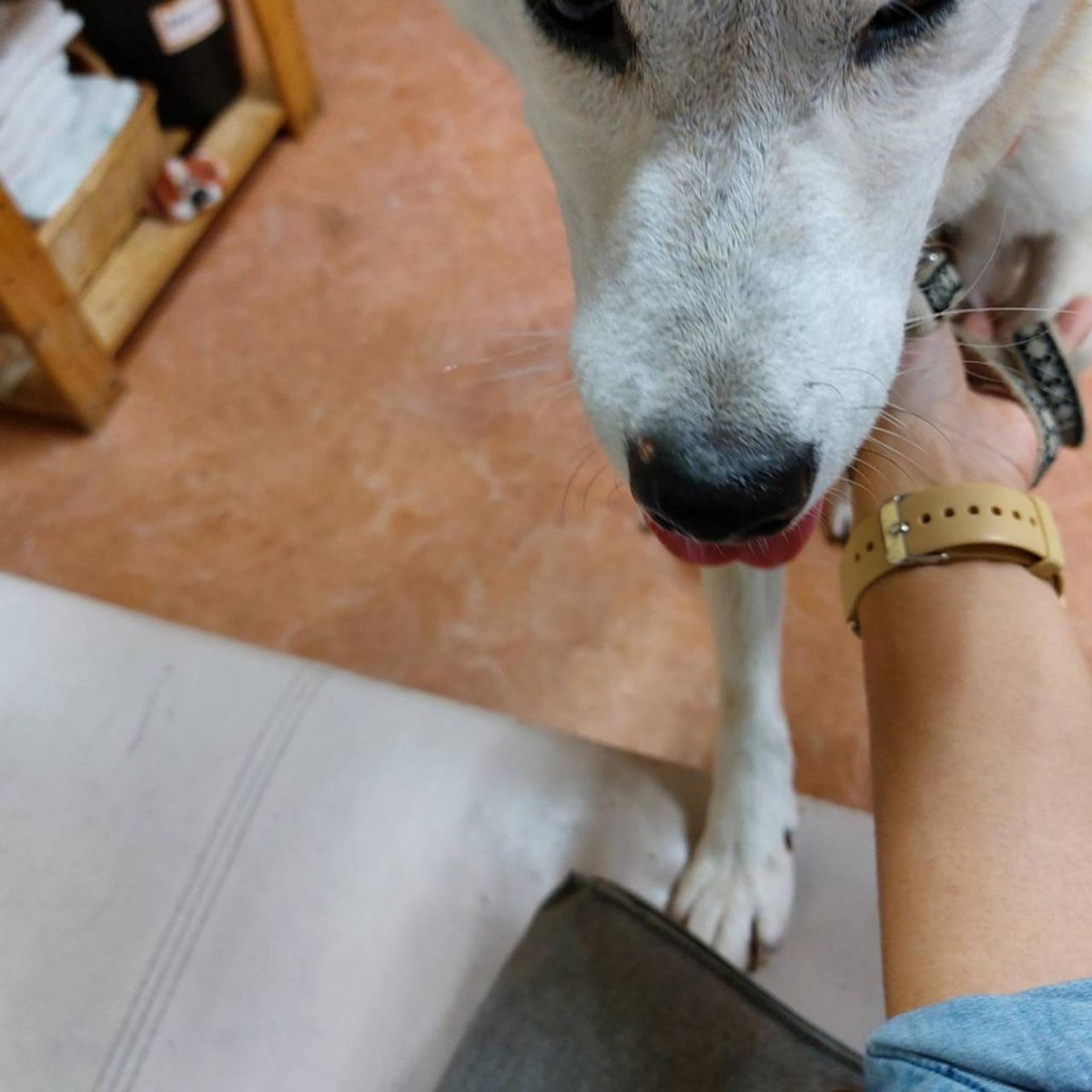 pet-image-6