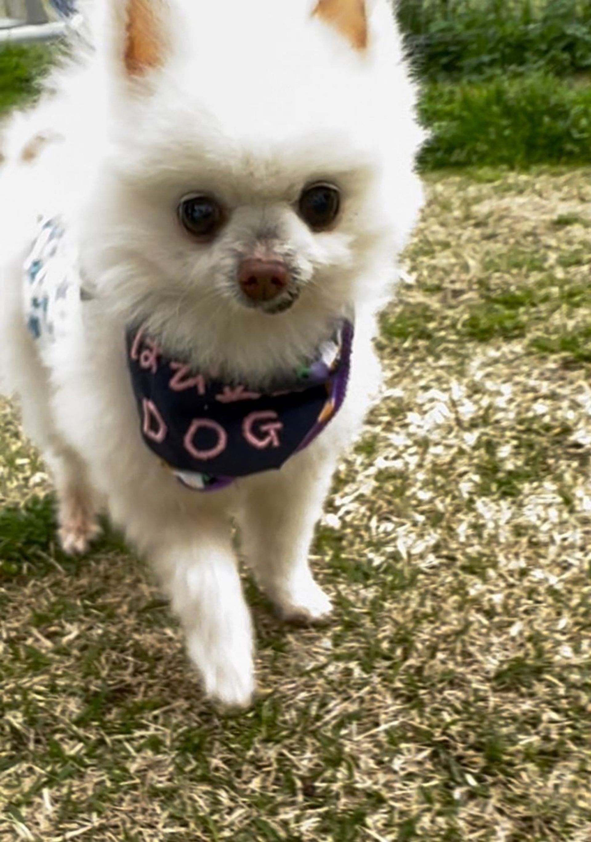ポメラニアン・オスの里親募集の写真