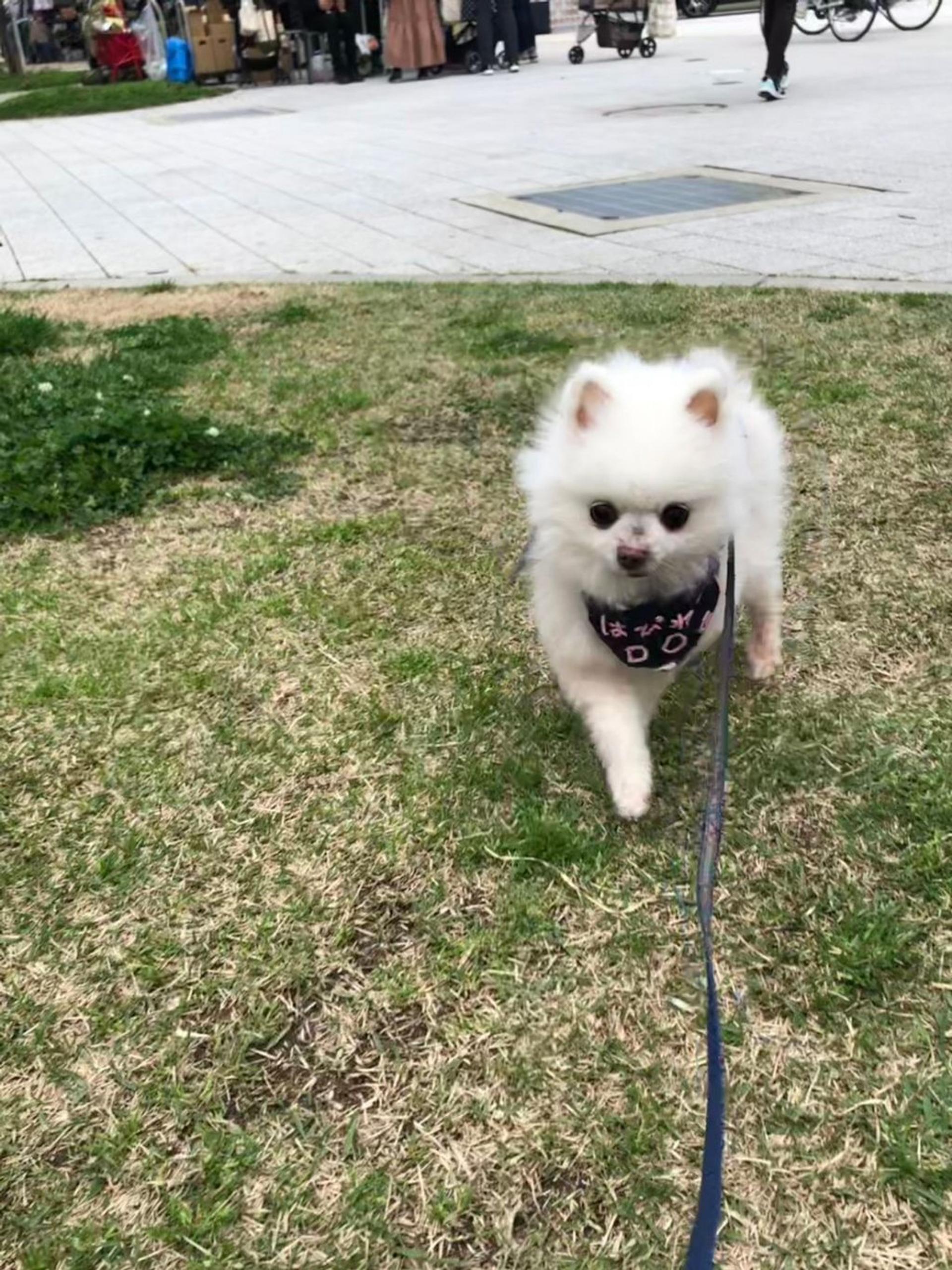 pet-image-3