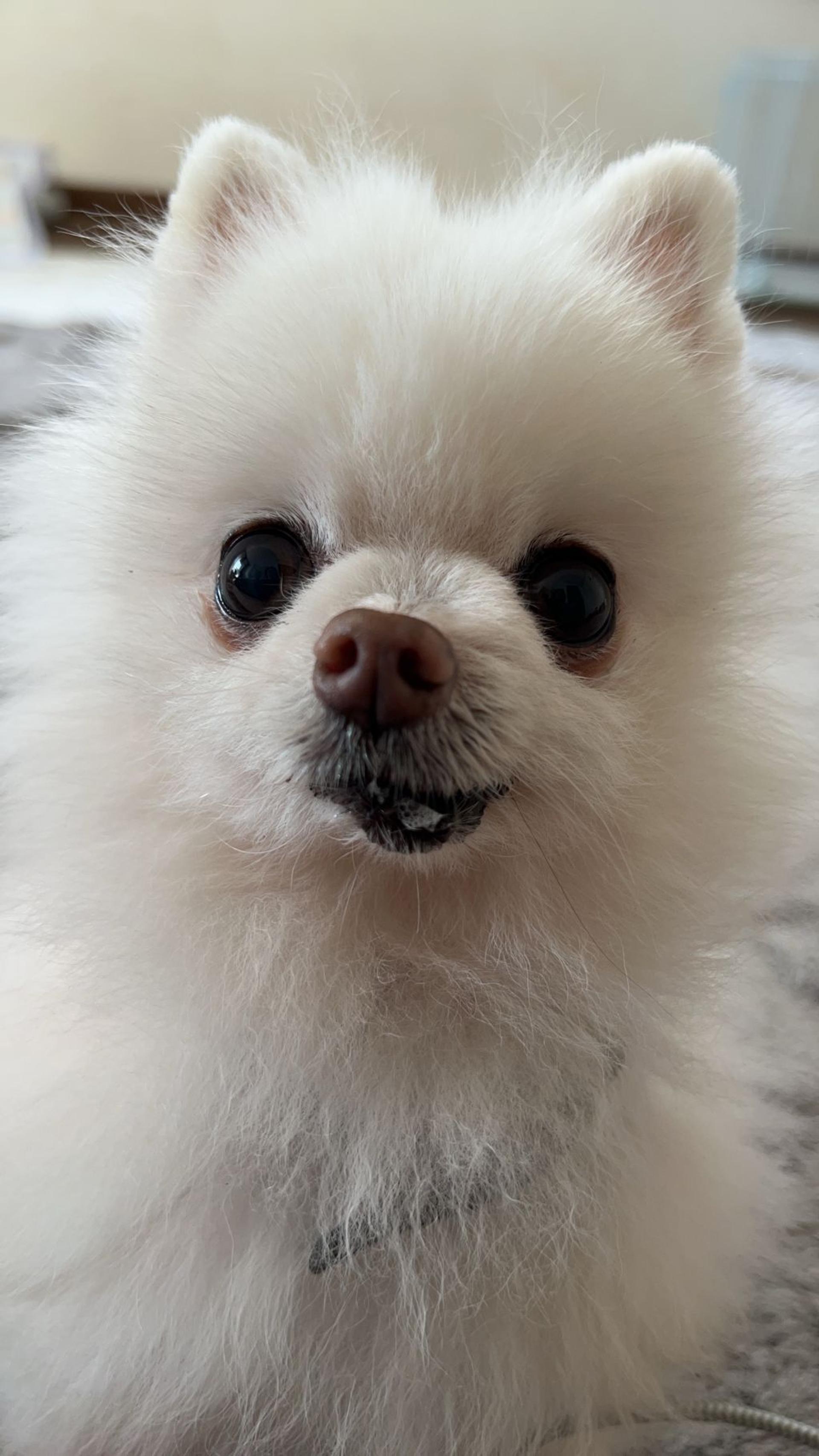 pet-image-4