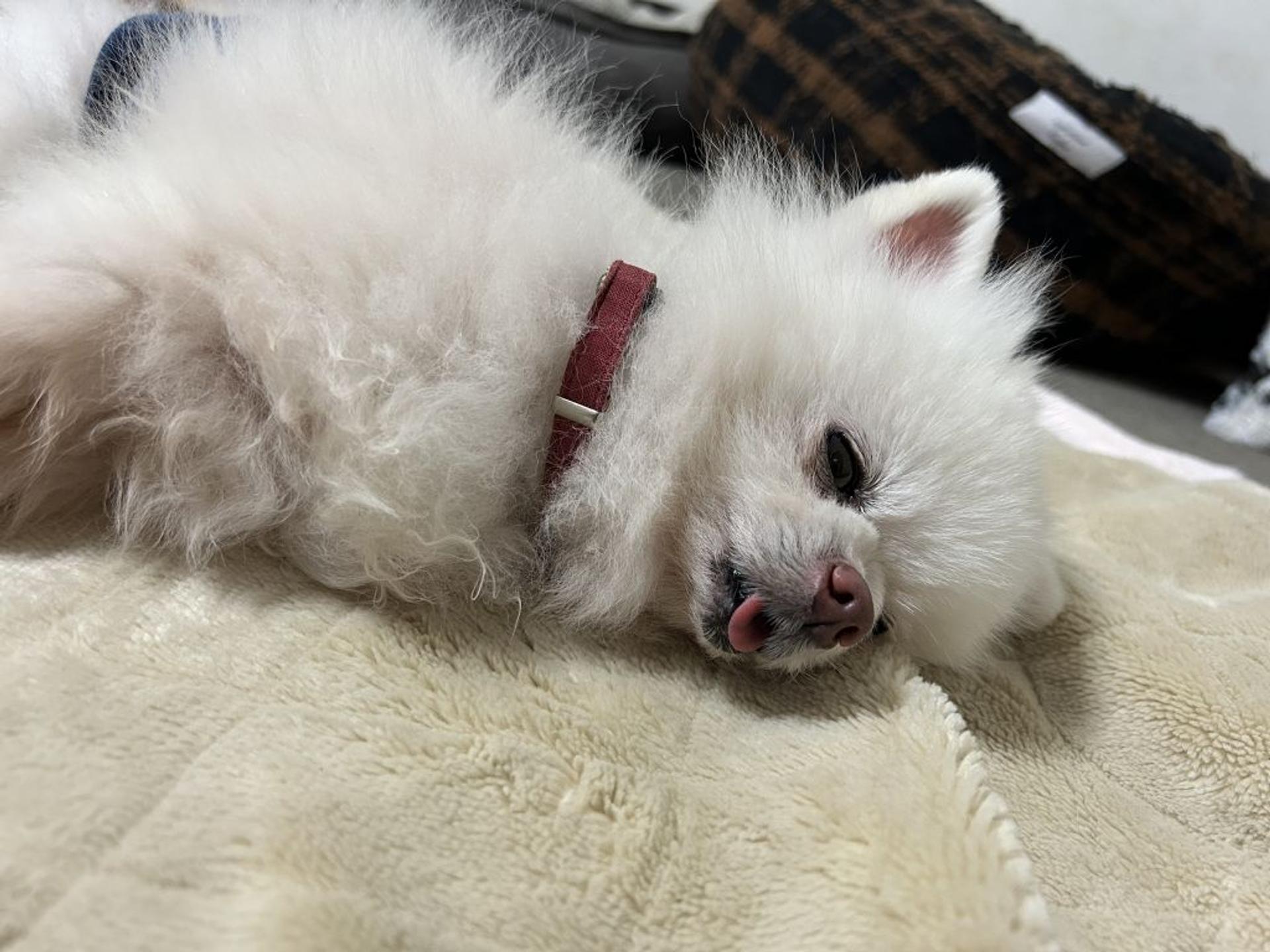 pet-image-6