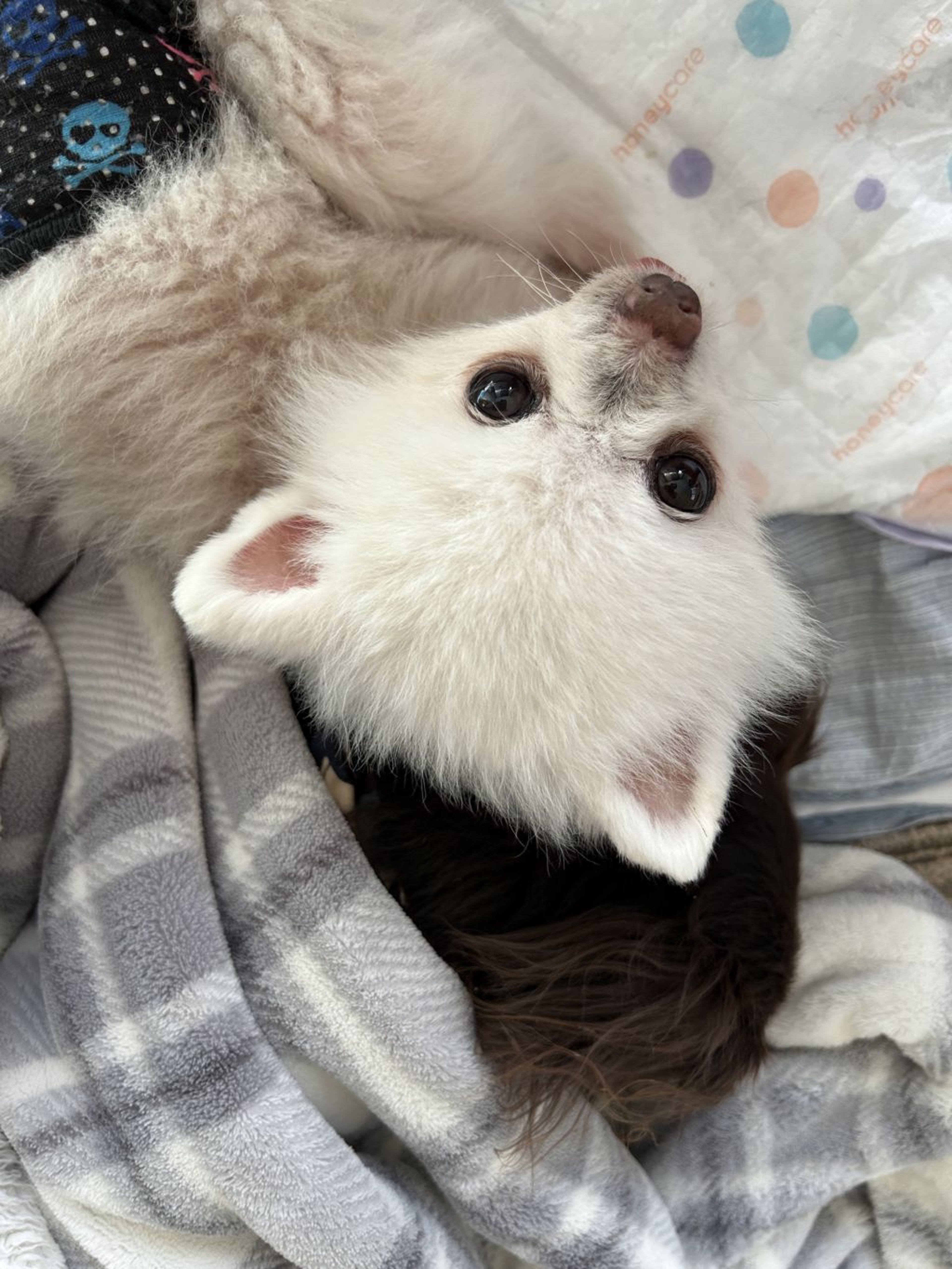 pet-image-7