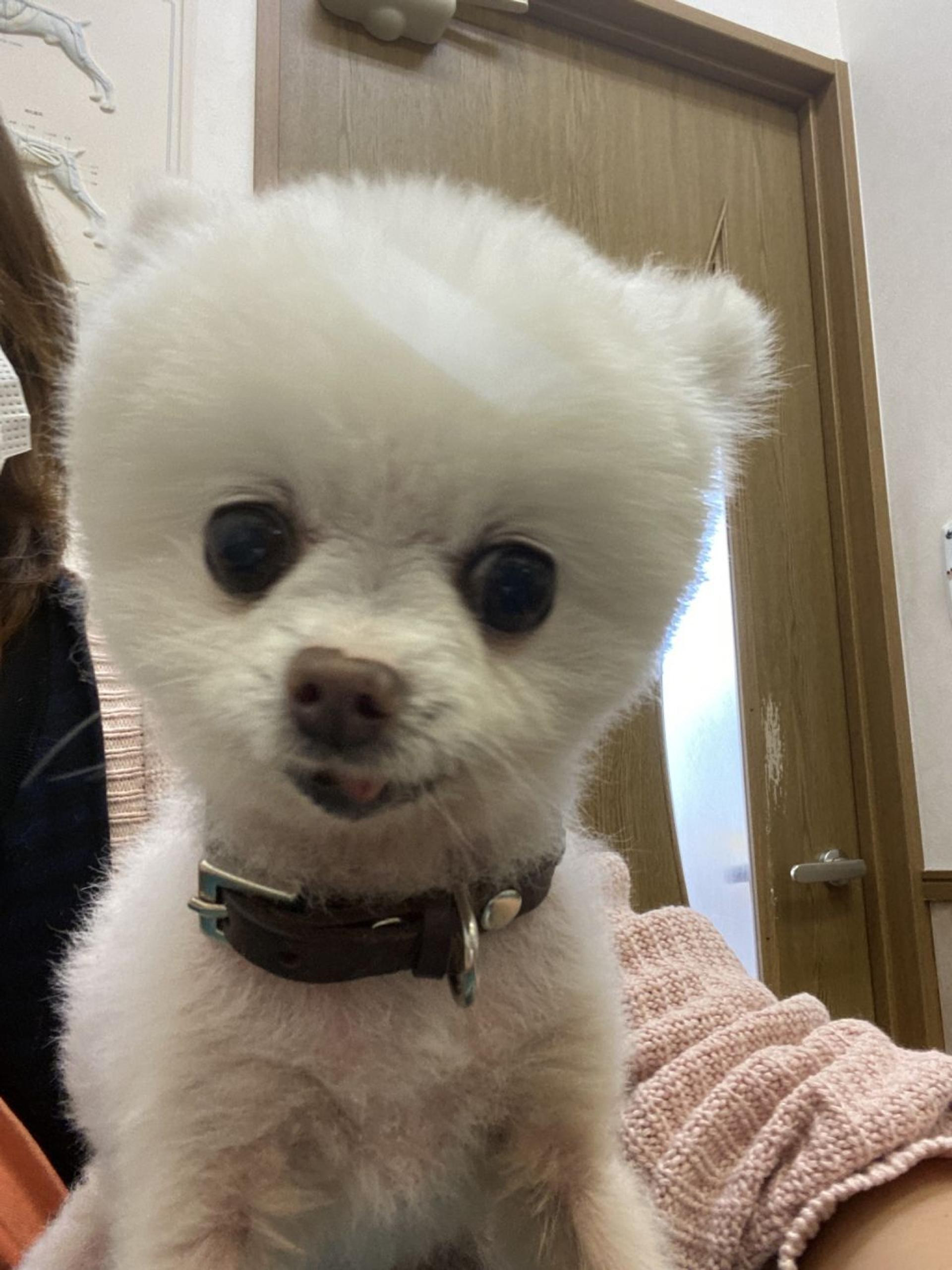 pet-image-9