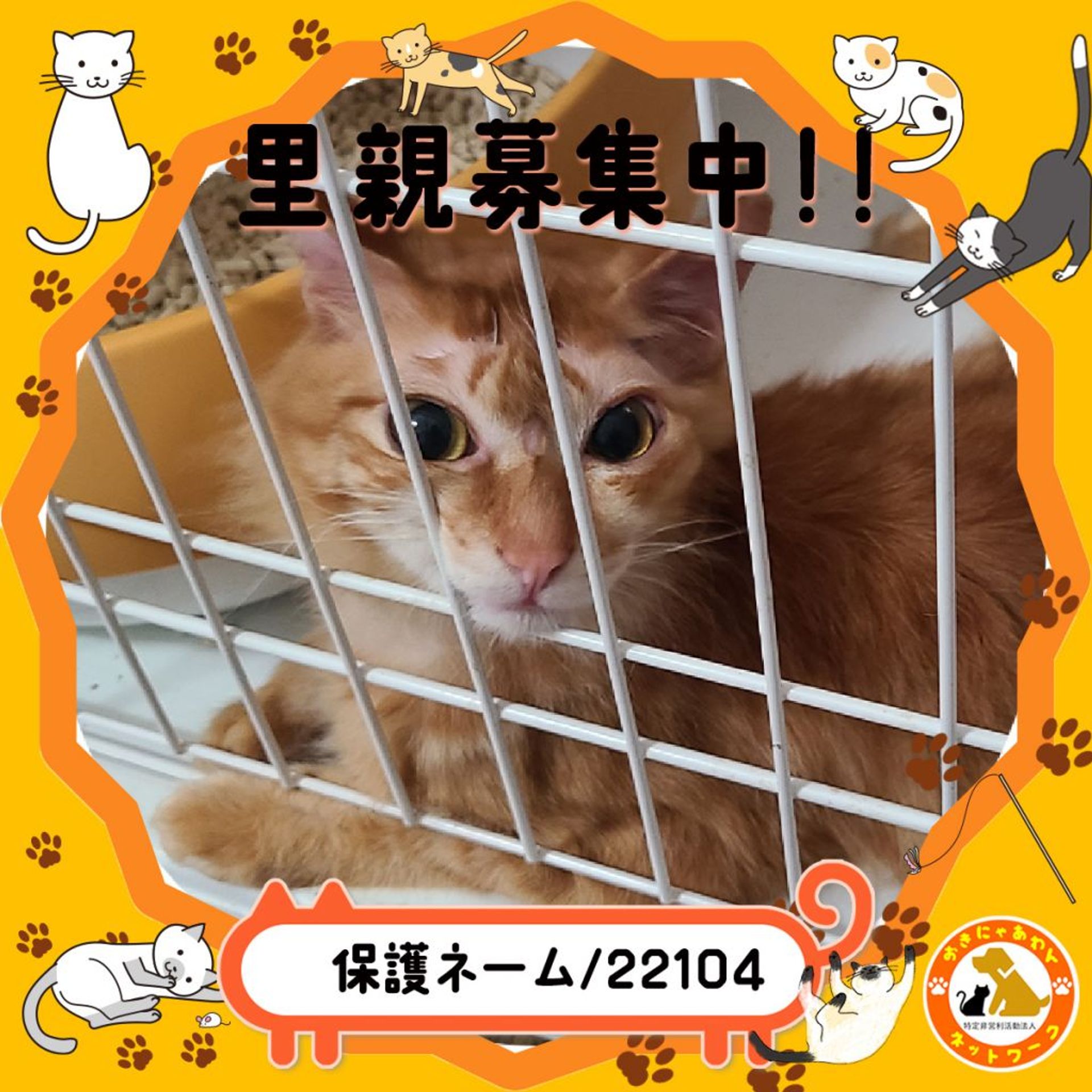 雑種（ミックス猫）・オスの里親募集の写真