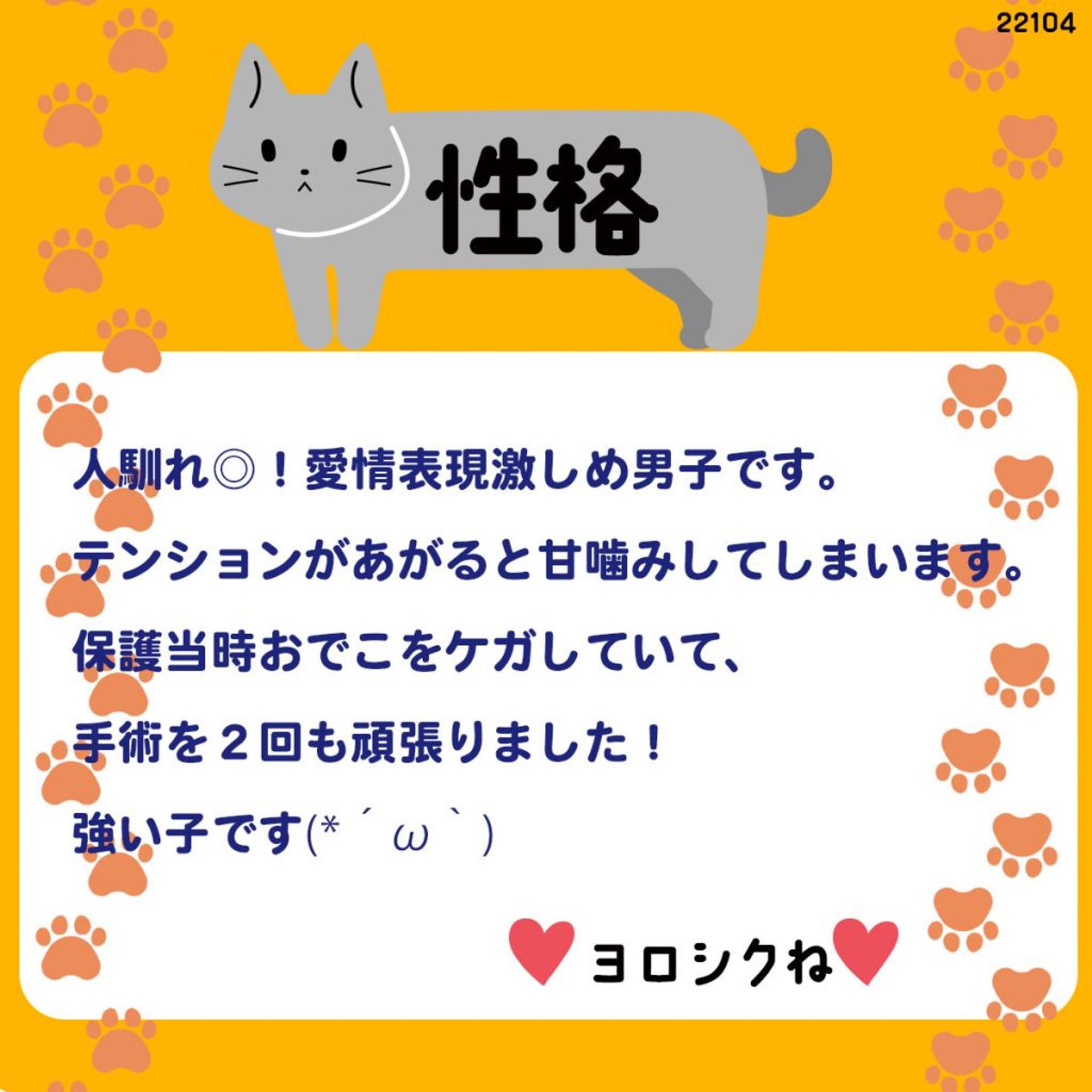 pet-image-4
