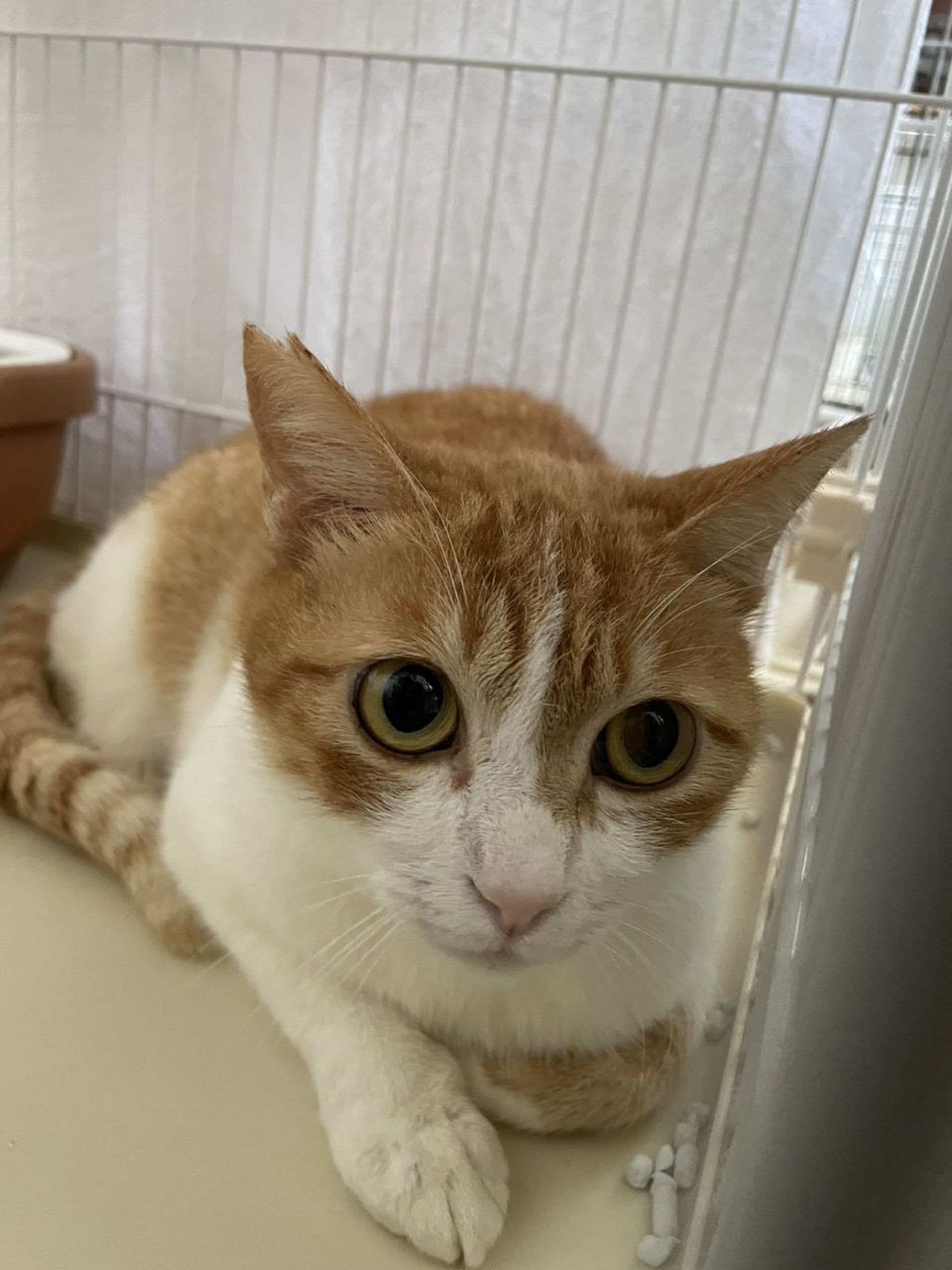 雑種（ミックス猫）・メスの里親募集の写真