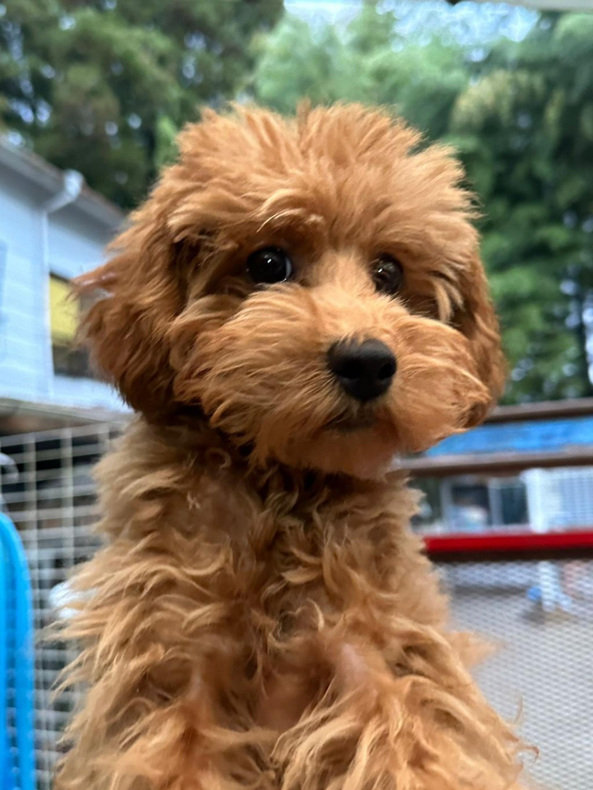 pet-image-3
