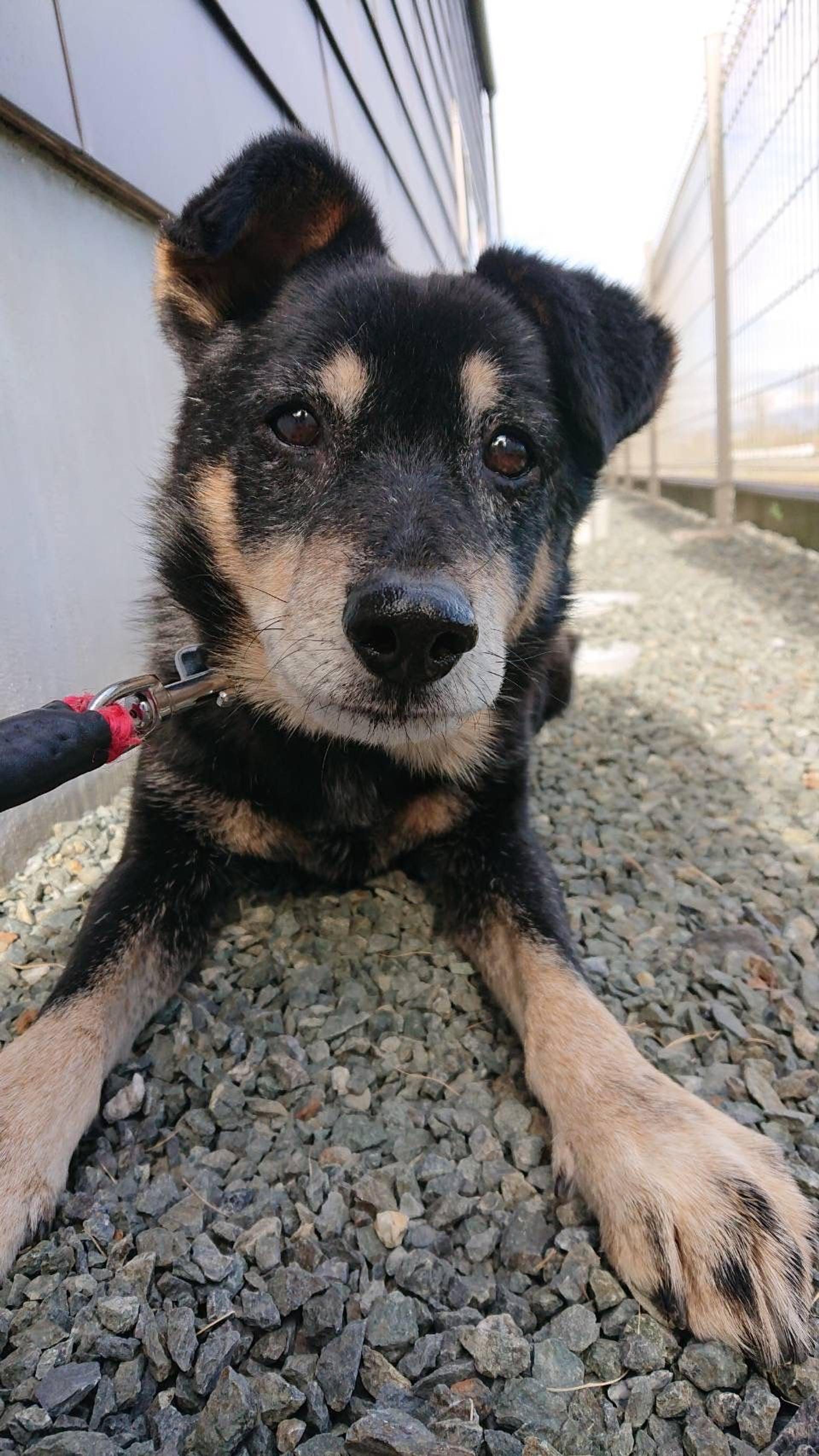 pet-image-2