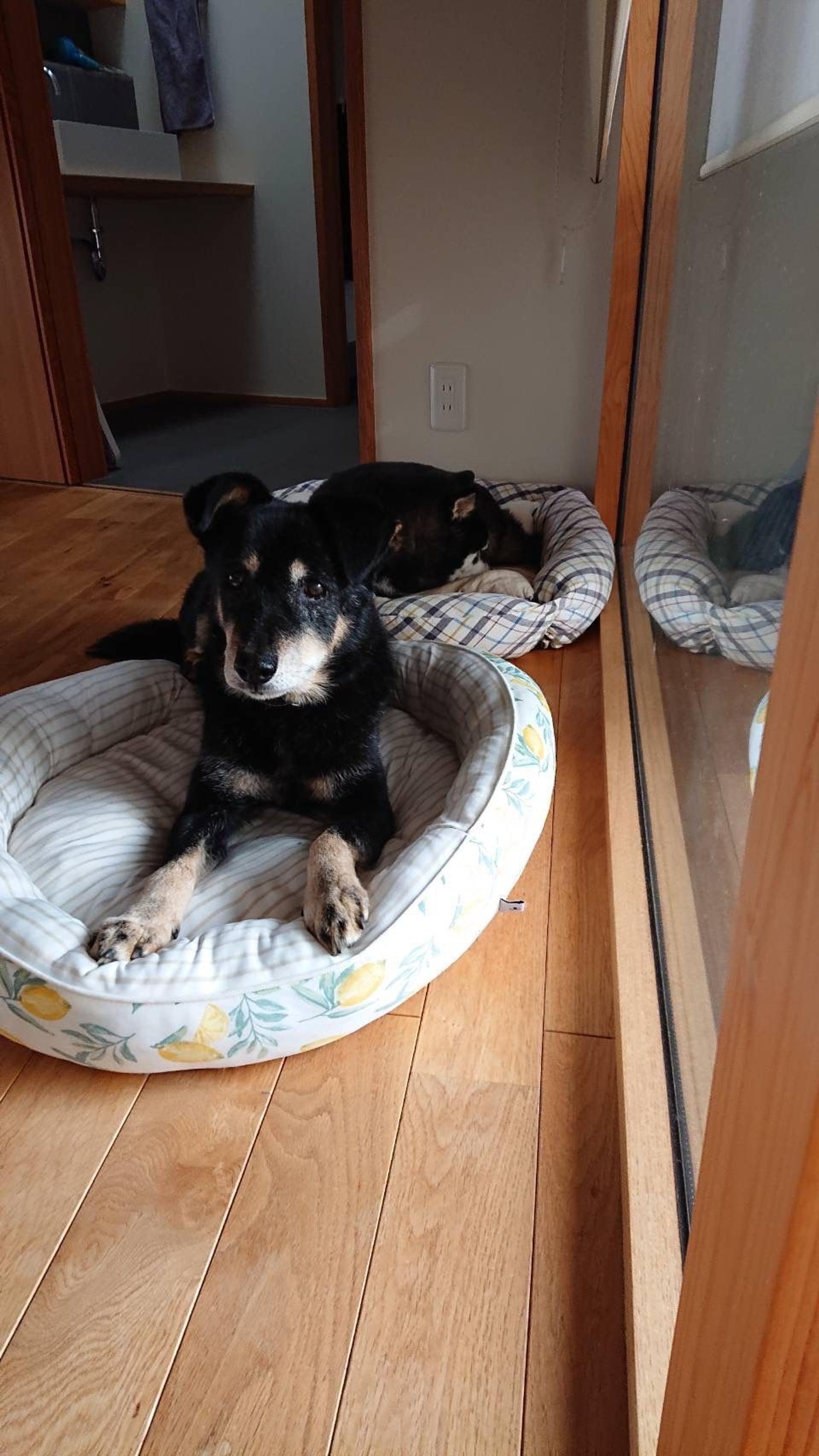pet-image-8