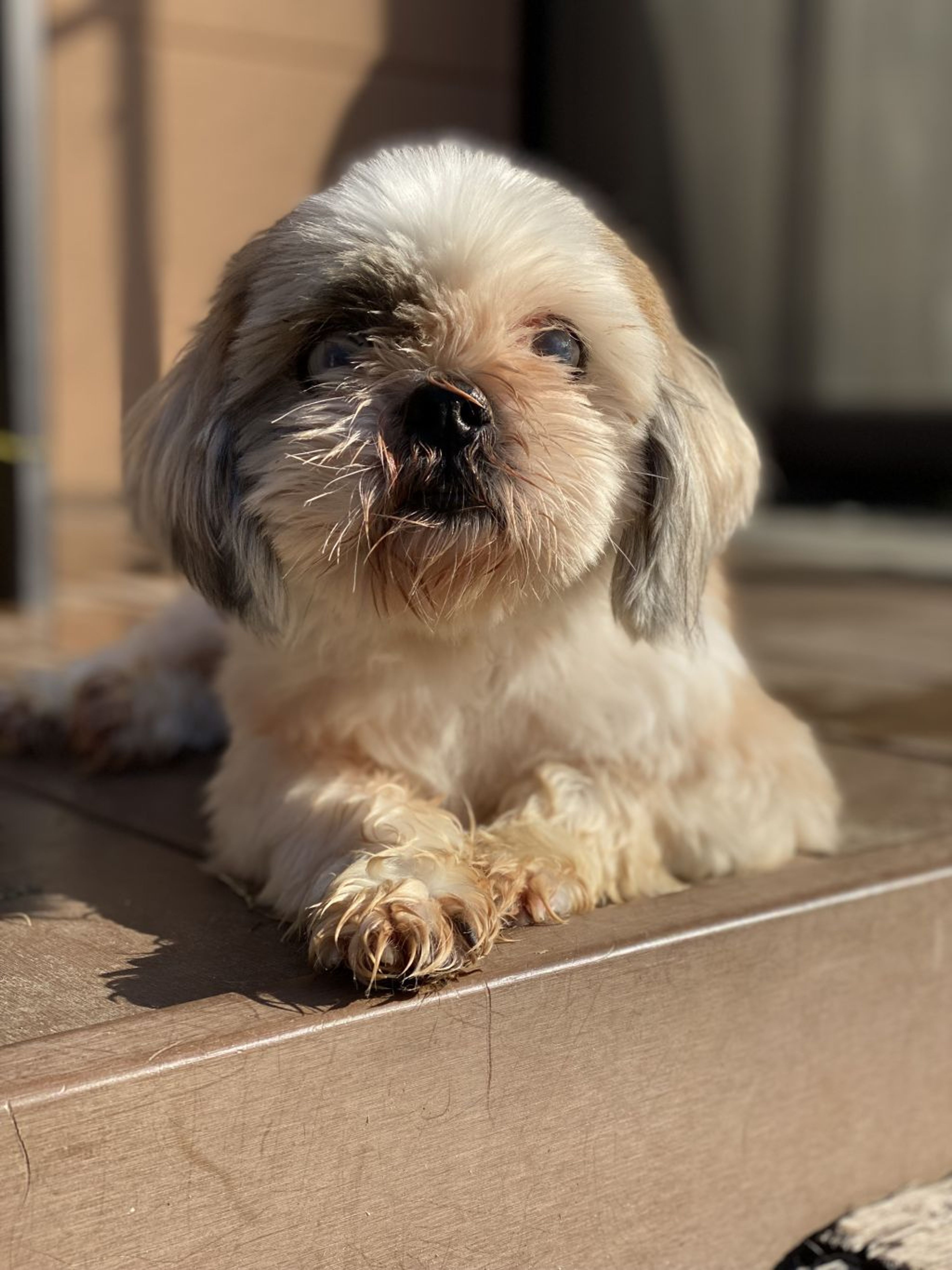 pet-image-3