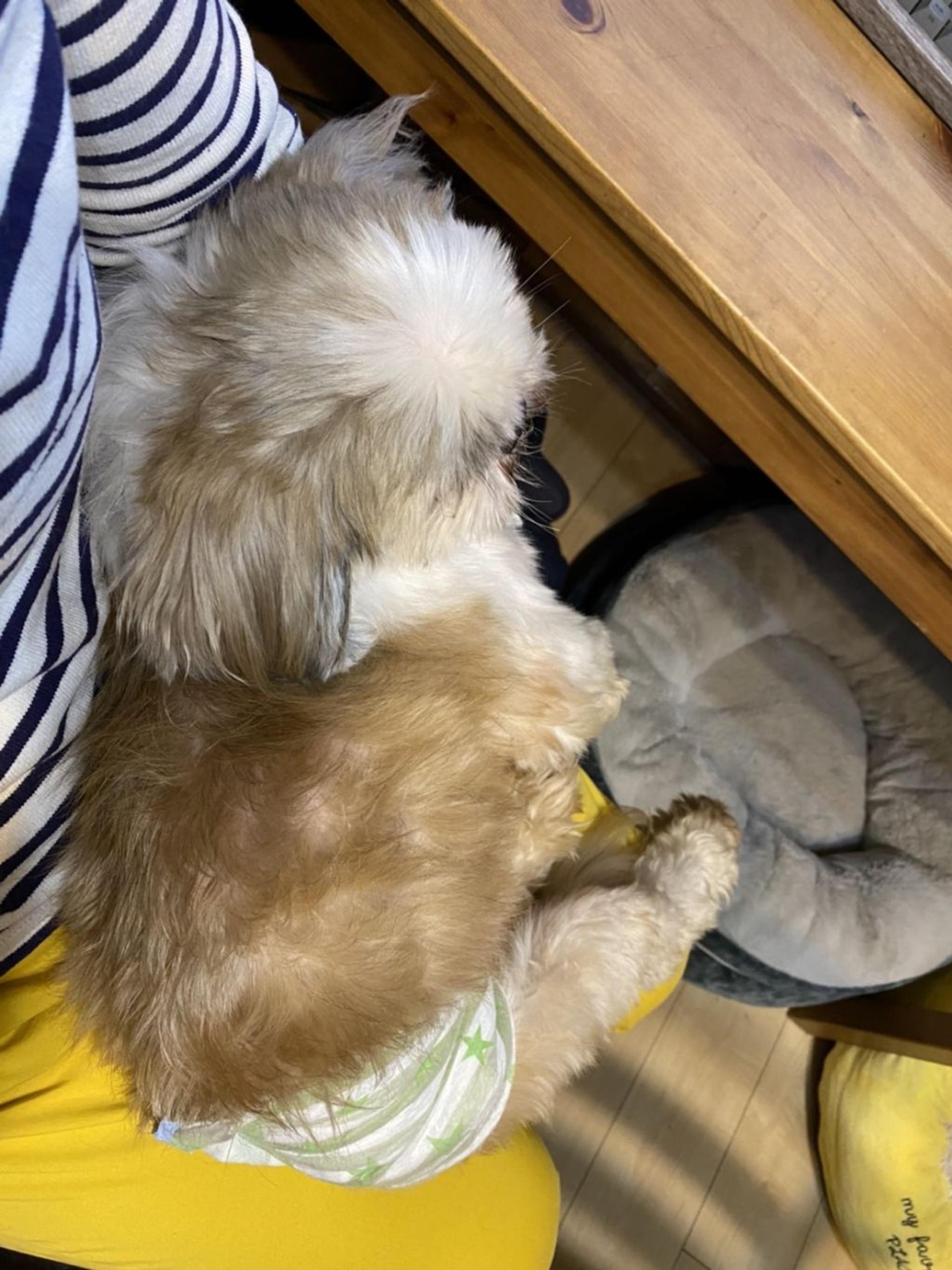 pet-image-4