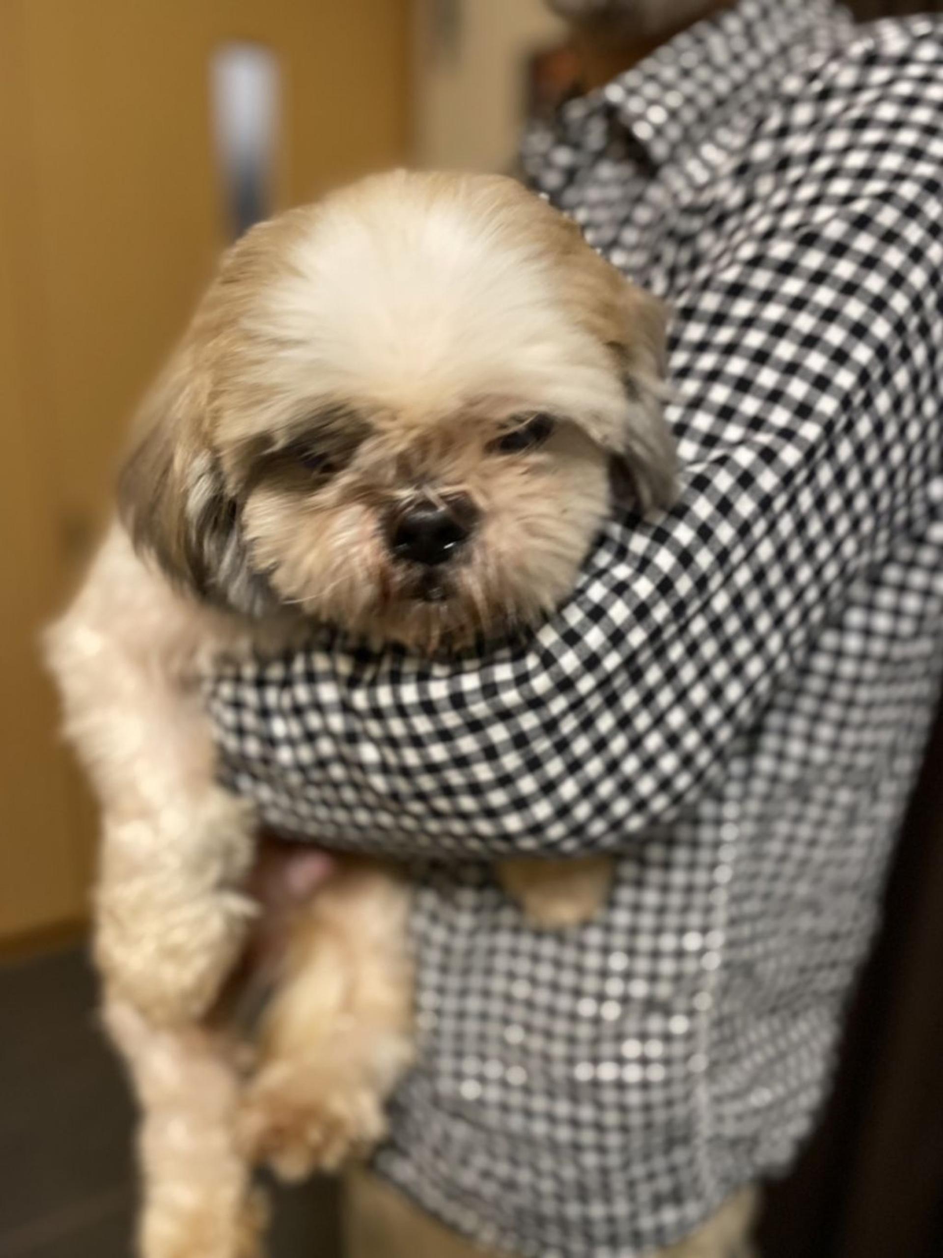 pet-image-5