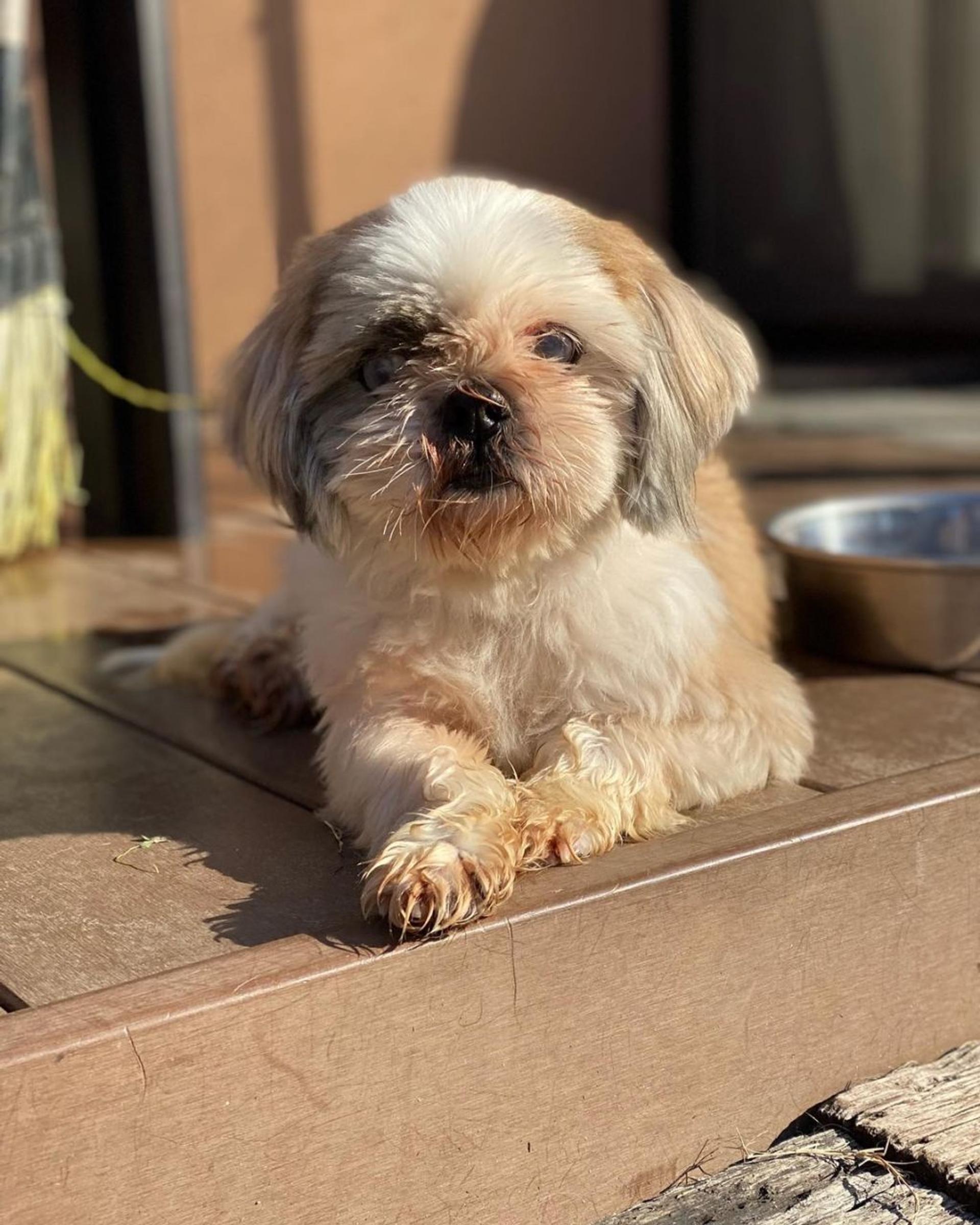 pet-image-6