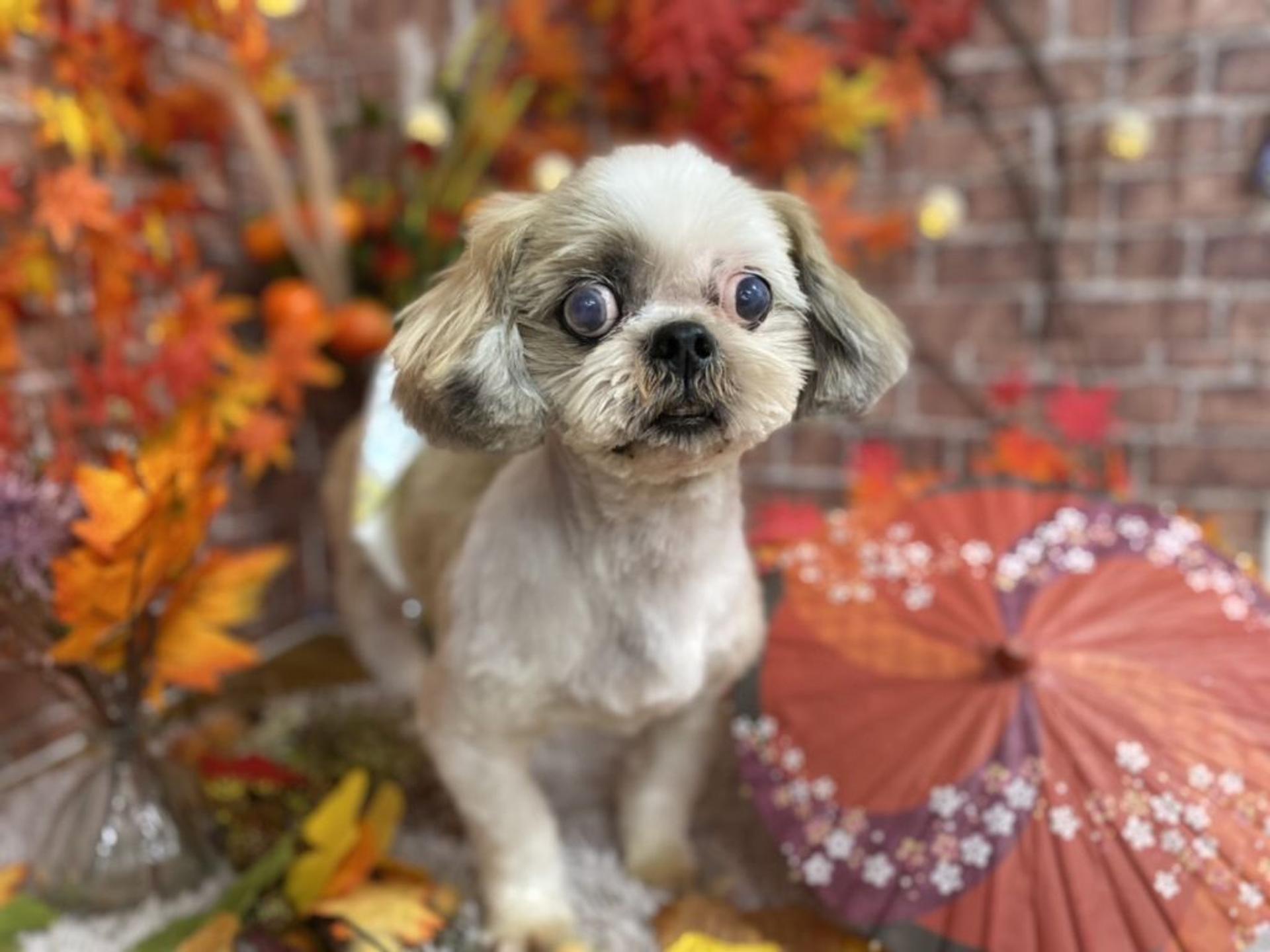 pet-image-7