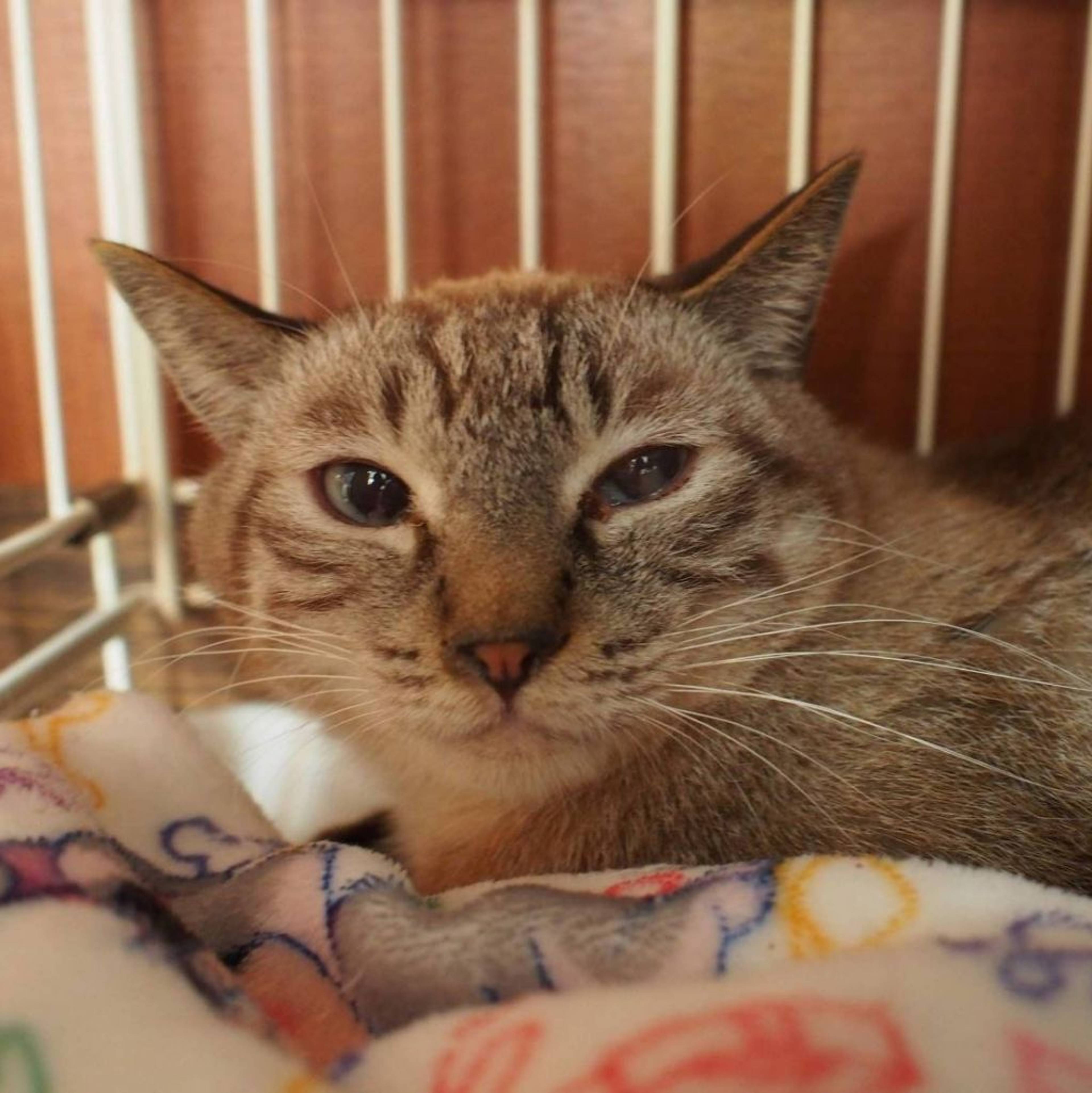 雑種（ミックス猫）・オスの里親募集の写真