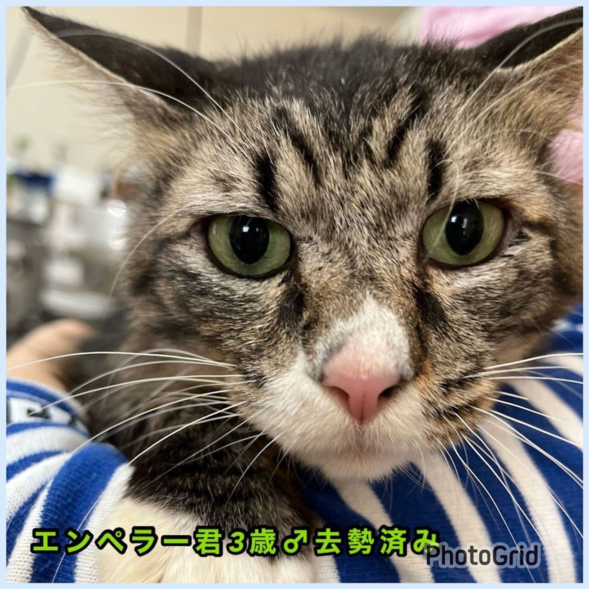 雑種（ミックス猫）・オスの里親募集の写真
