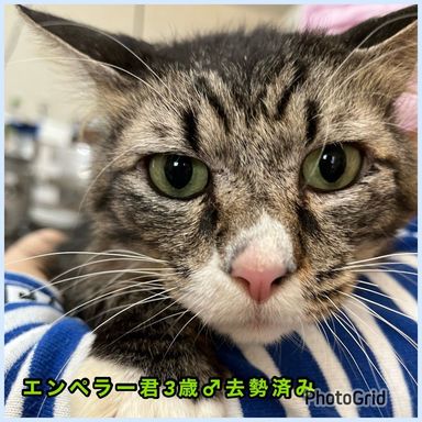 エンペラーの写真