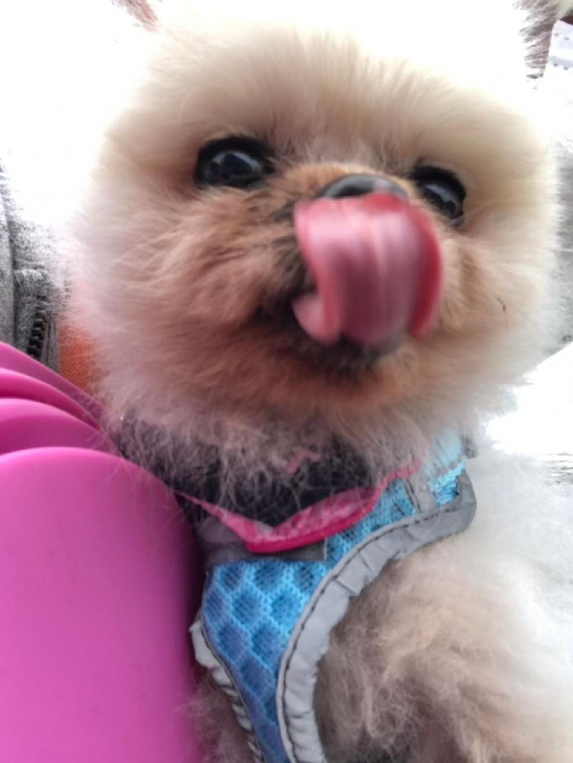 pet-image-2