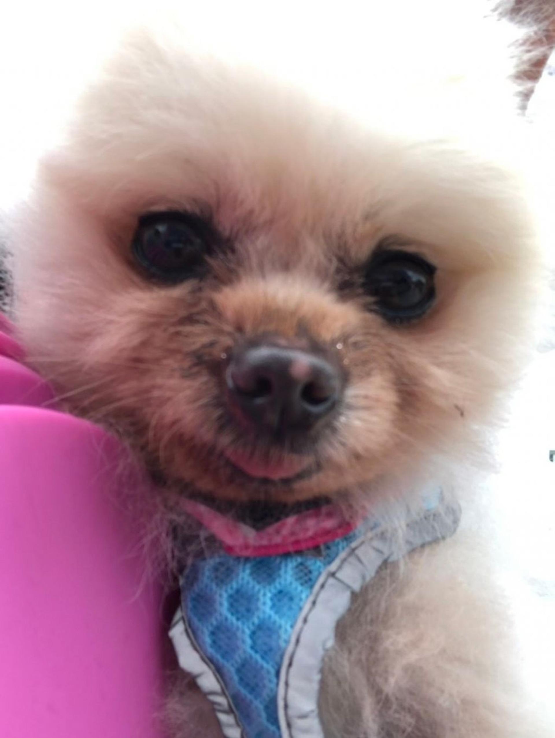 pet-image-3