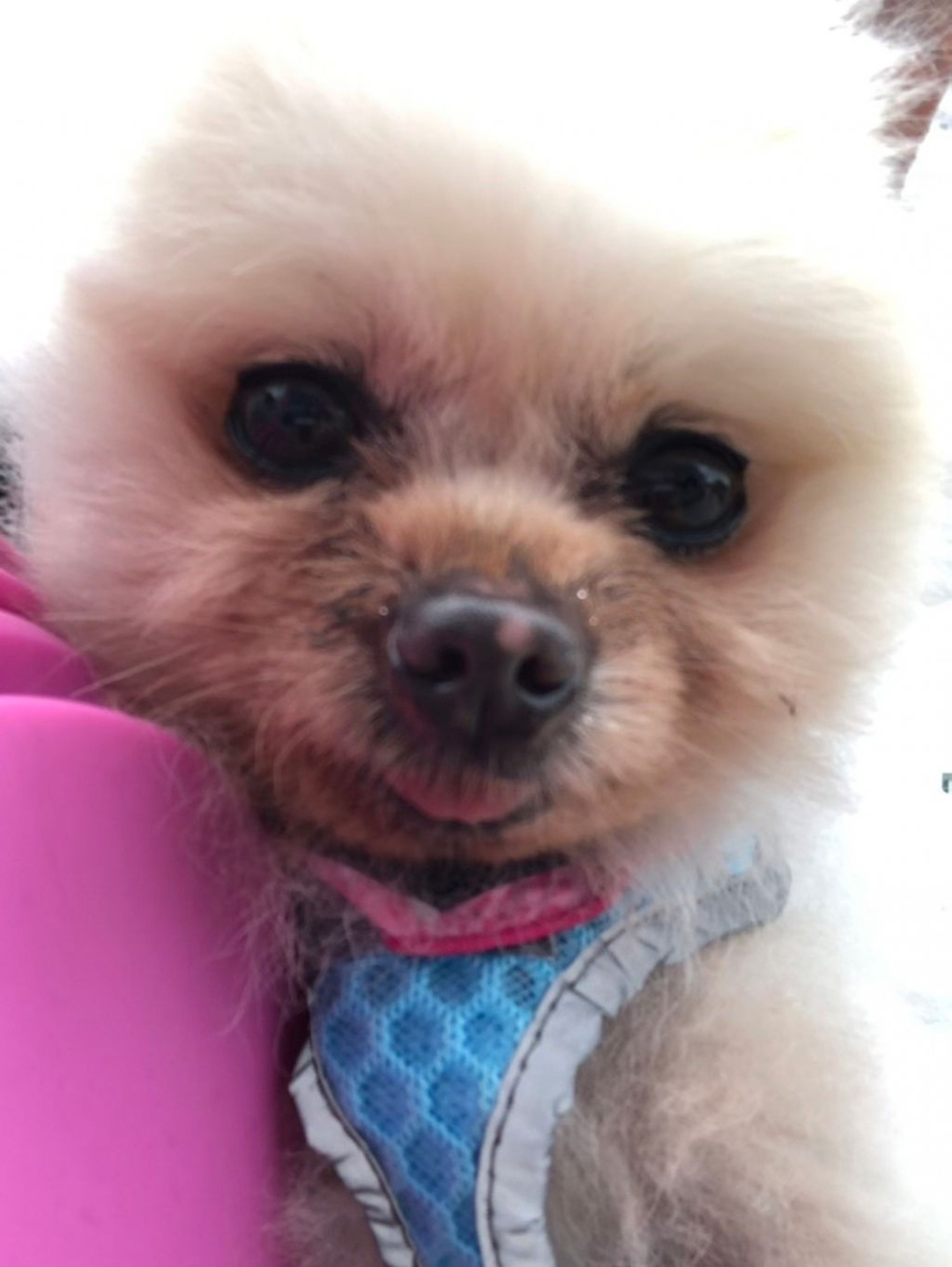 pet-image-3