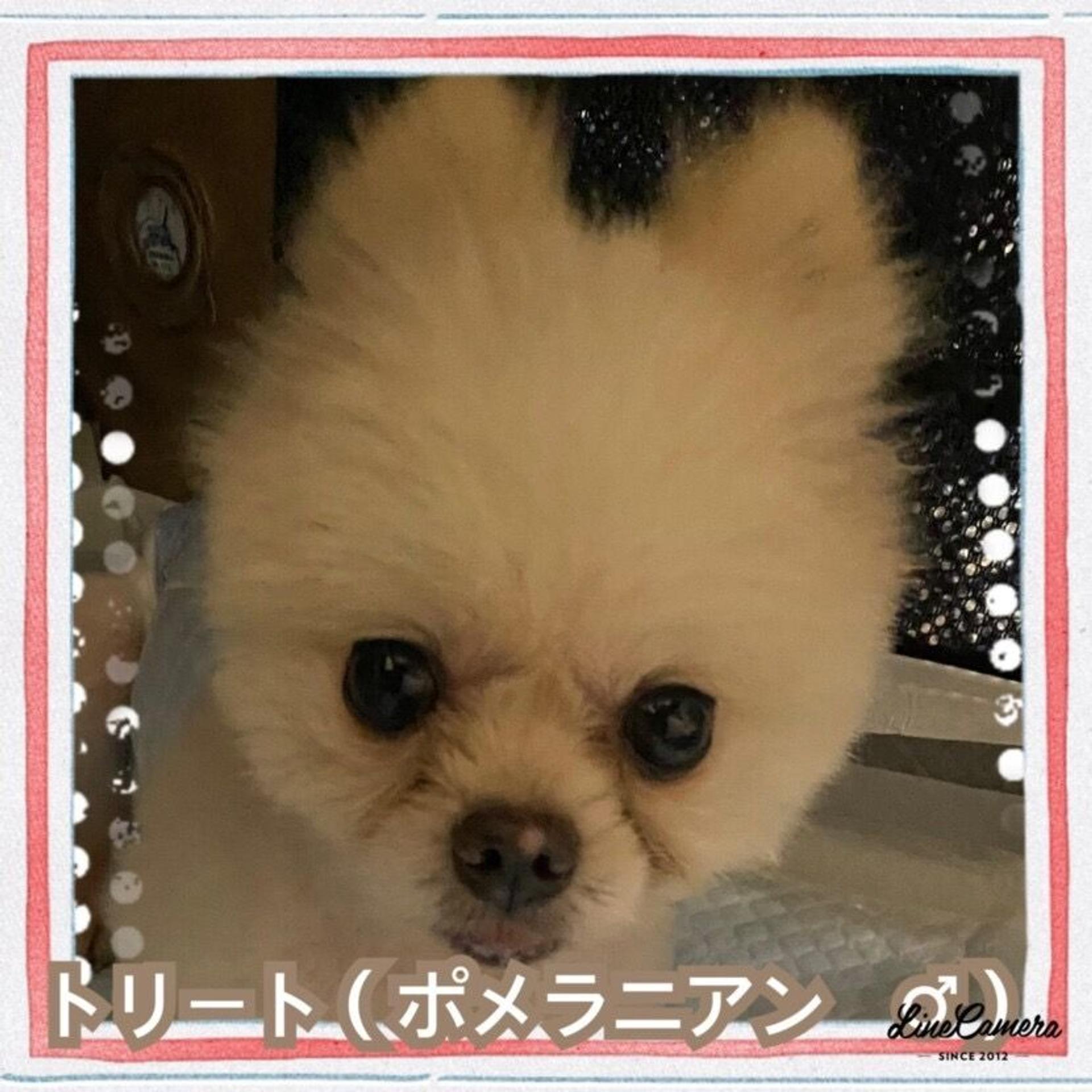 pet-image-4