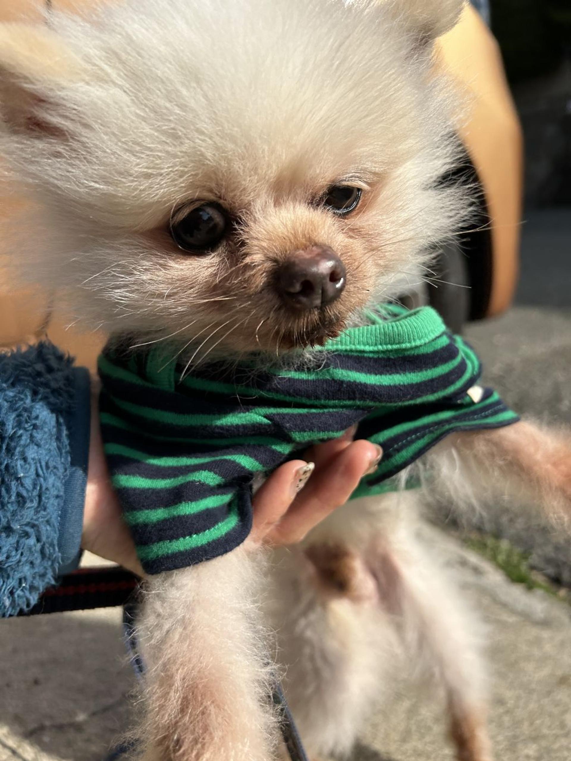 pet-image-6
