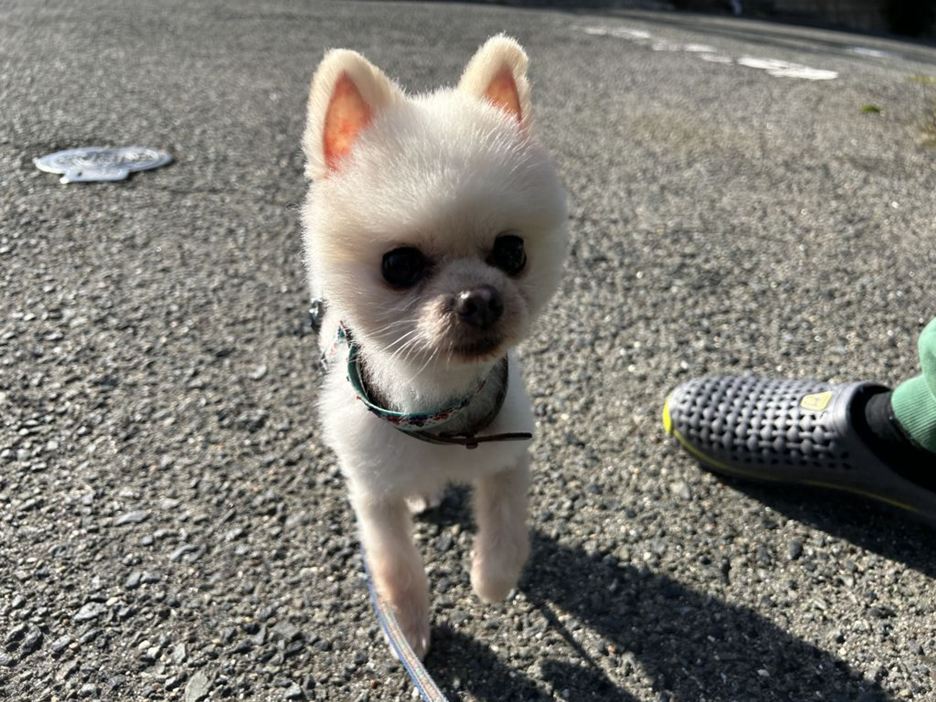 pet-image-7