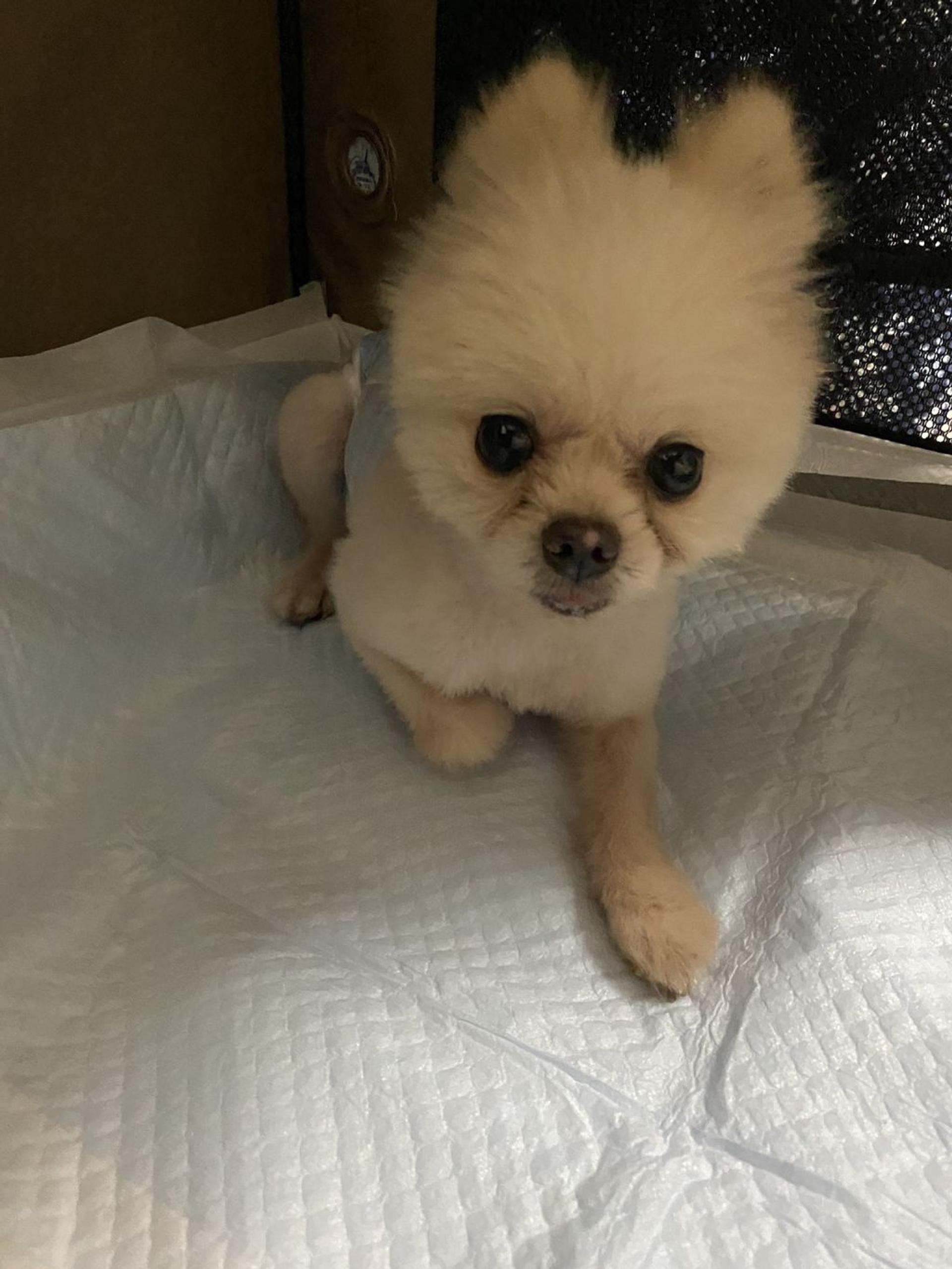 pet-image-8