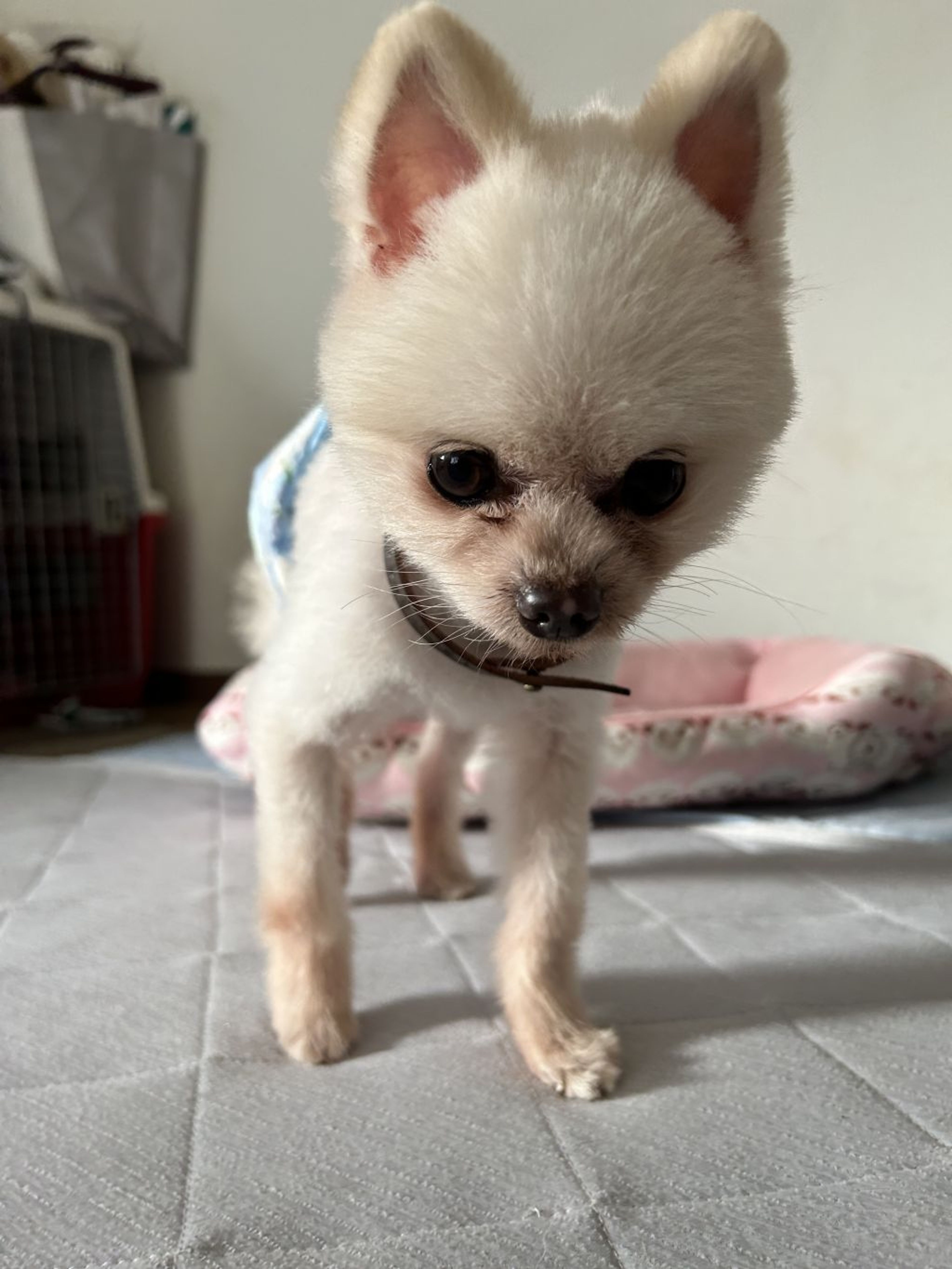 pet-image-9