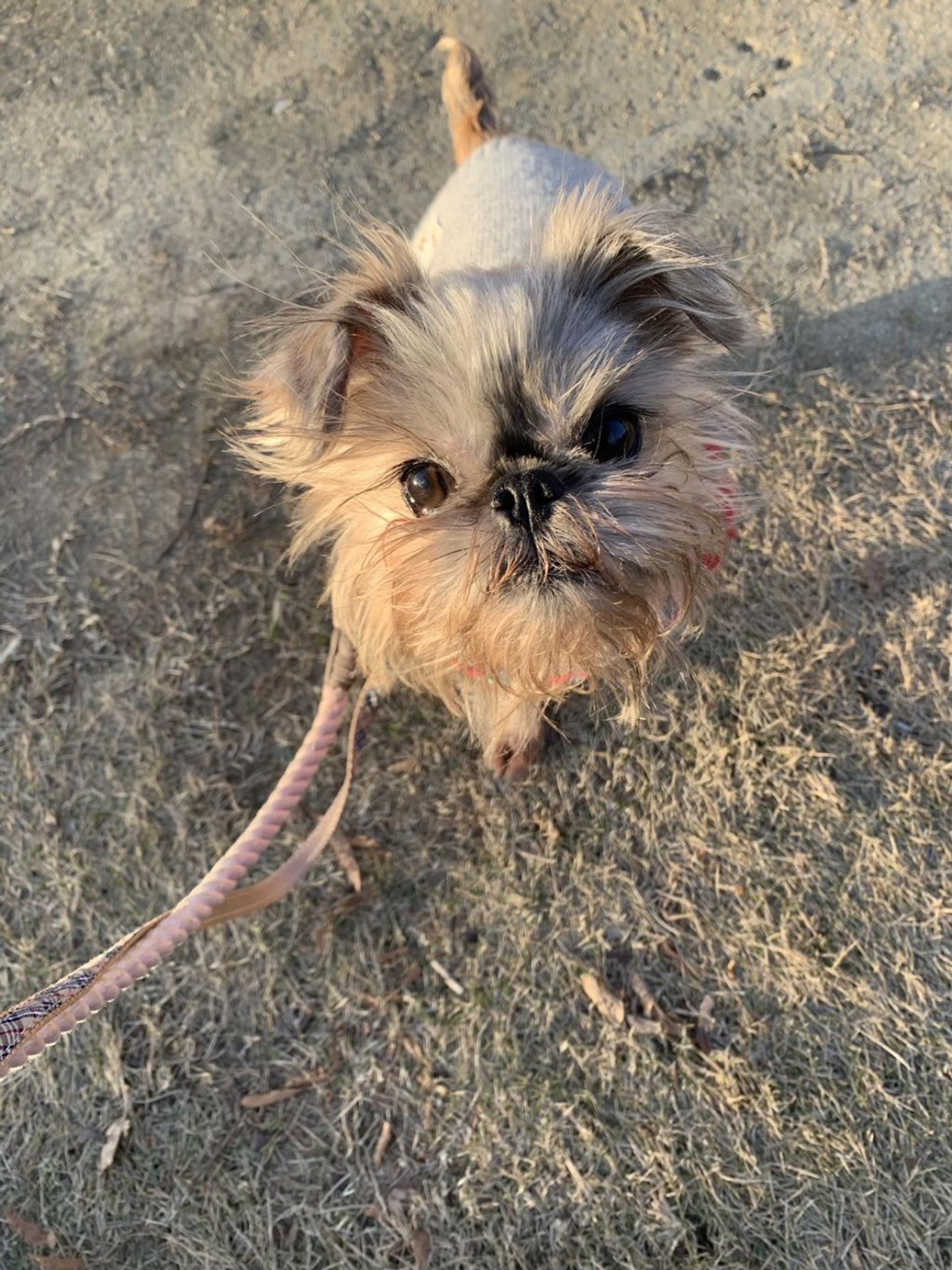 pet-image-4