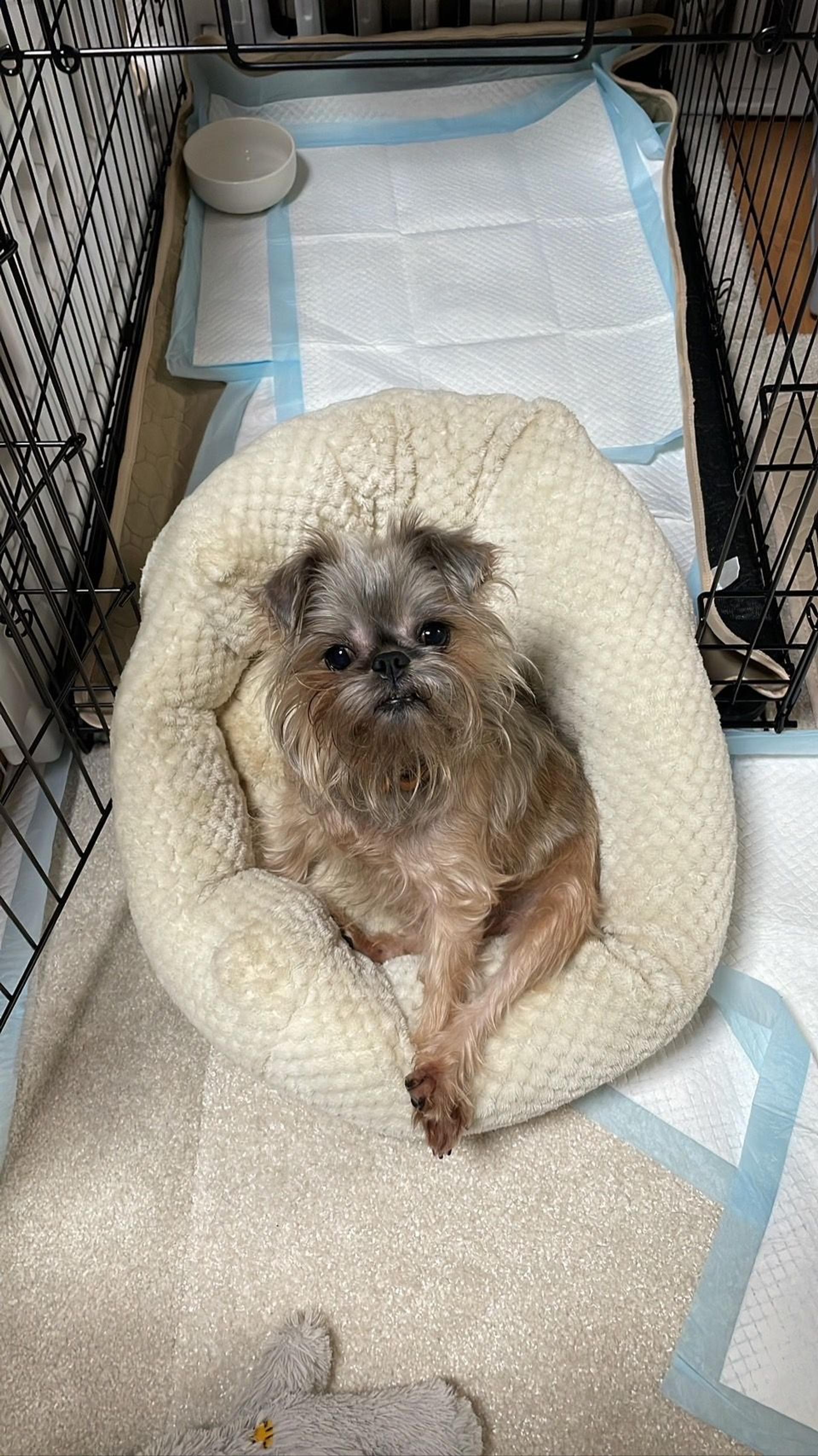 pet-image-5